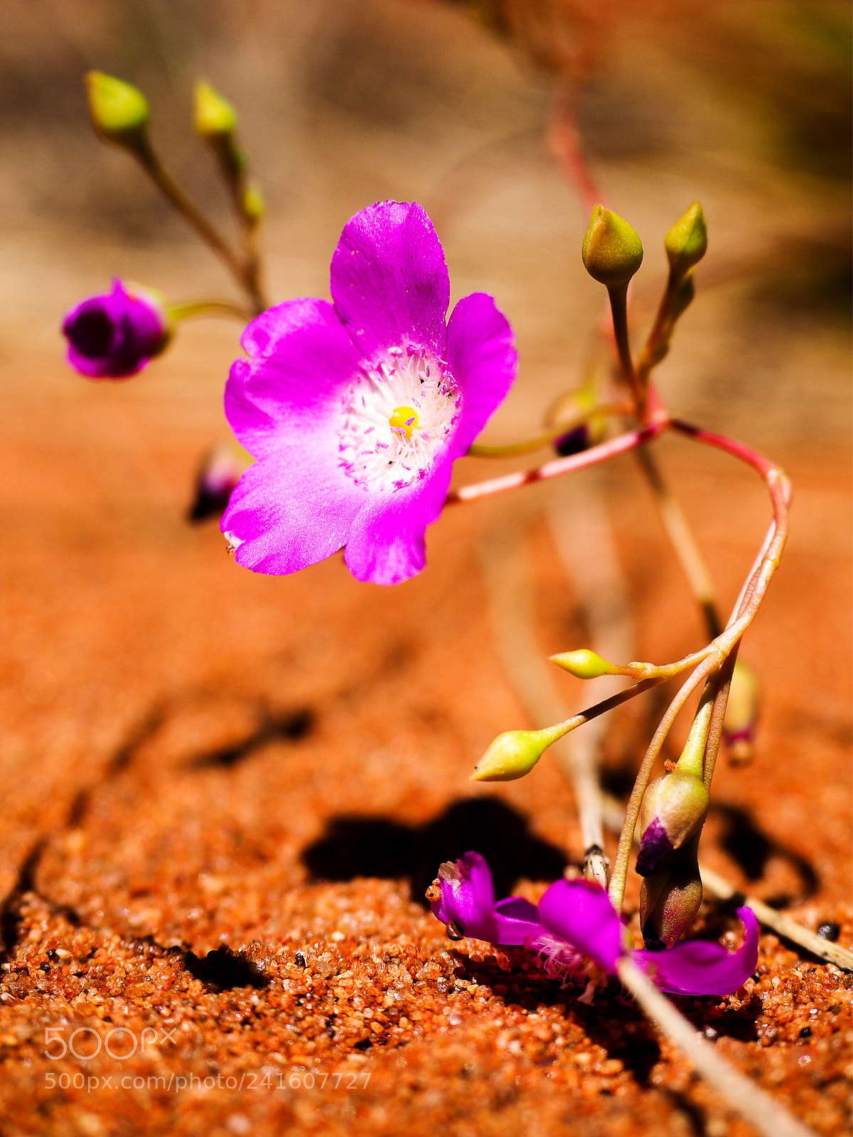 Olympus OM-D E-M1 Mark II sample photo. Central australian native flower photography