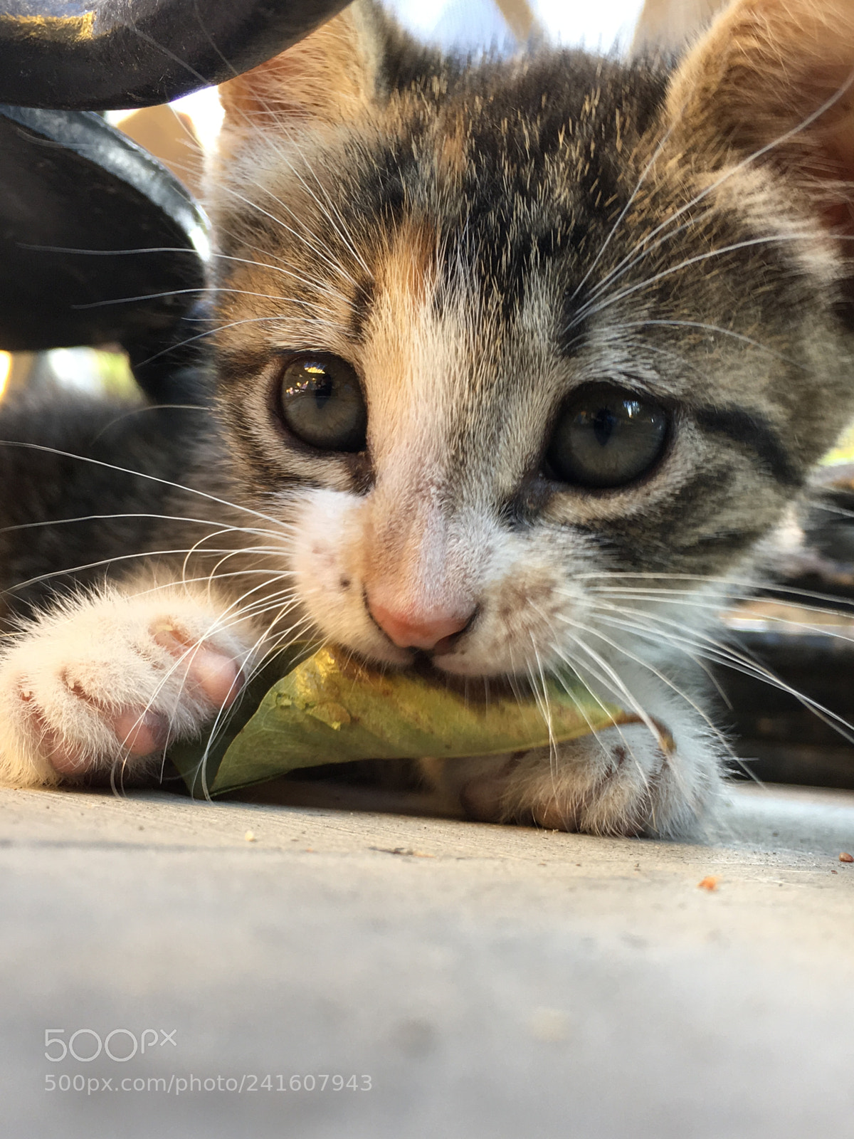 Apple iPhone 6s sample photo. Little kitten says hello photography