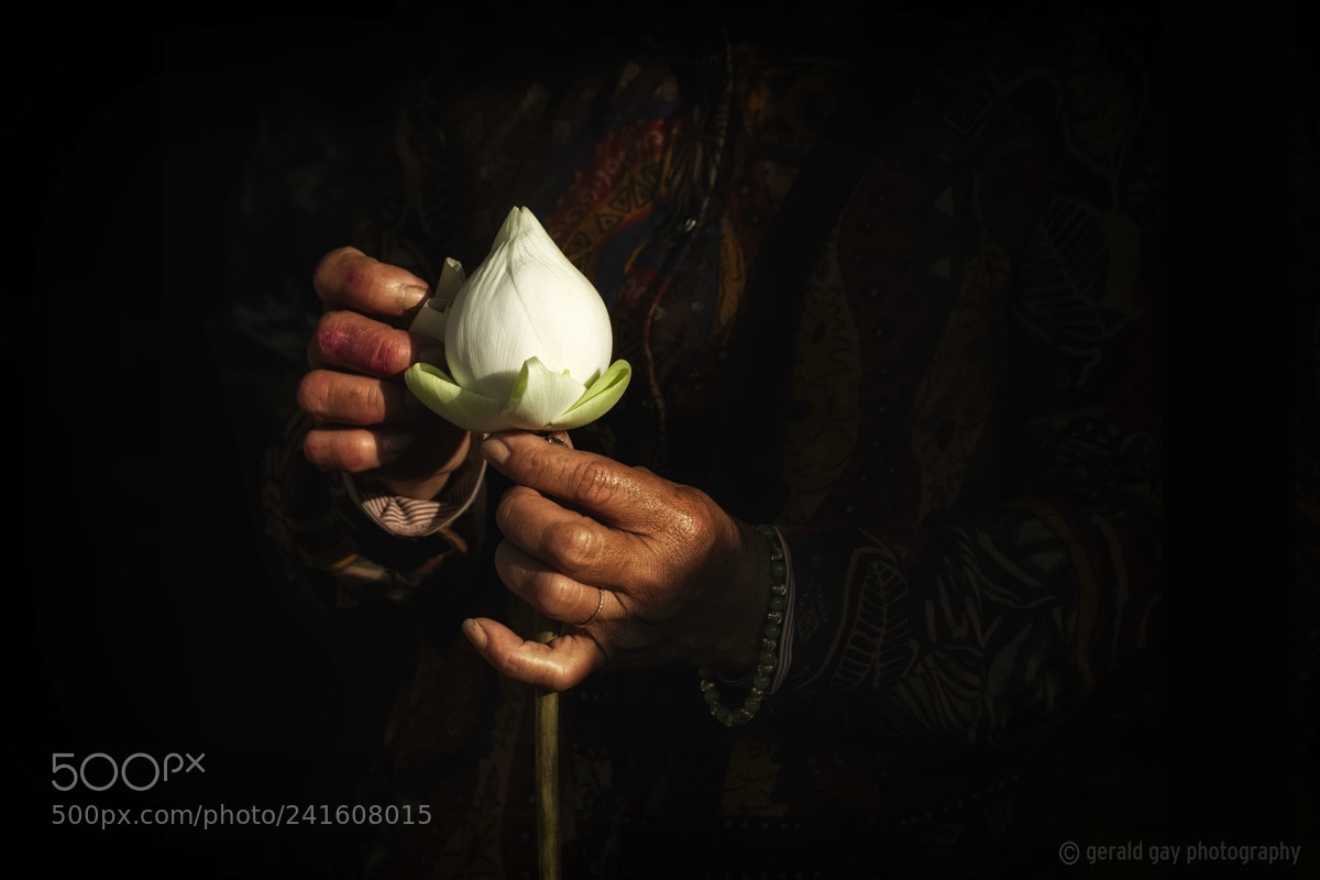 Fujifilm X-T2 sample photo. A flower from a photography