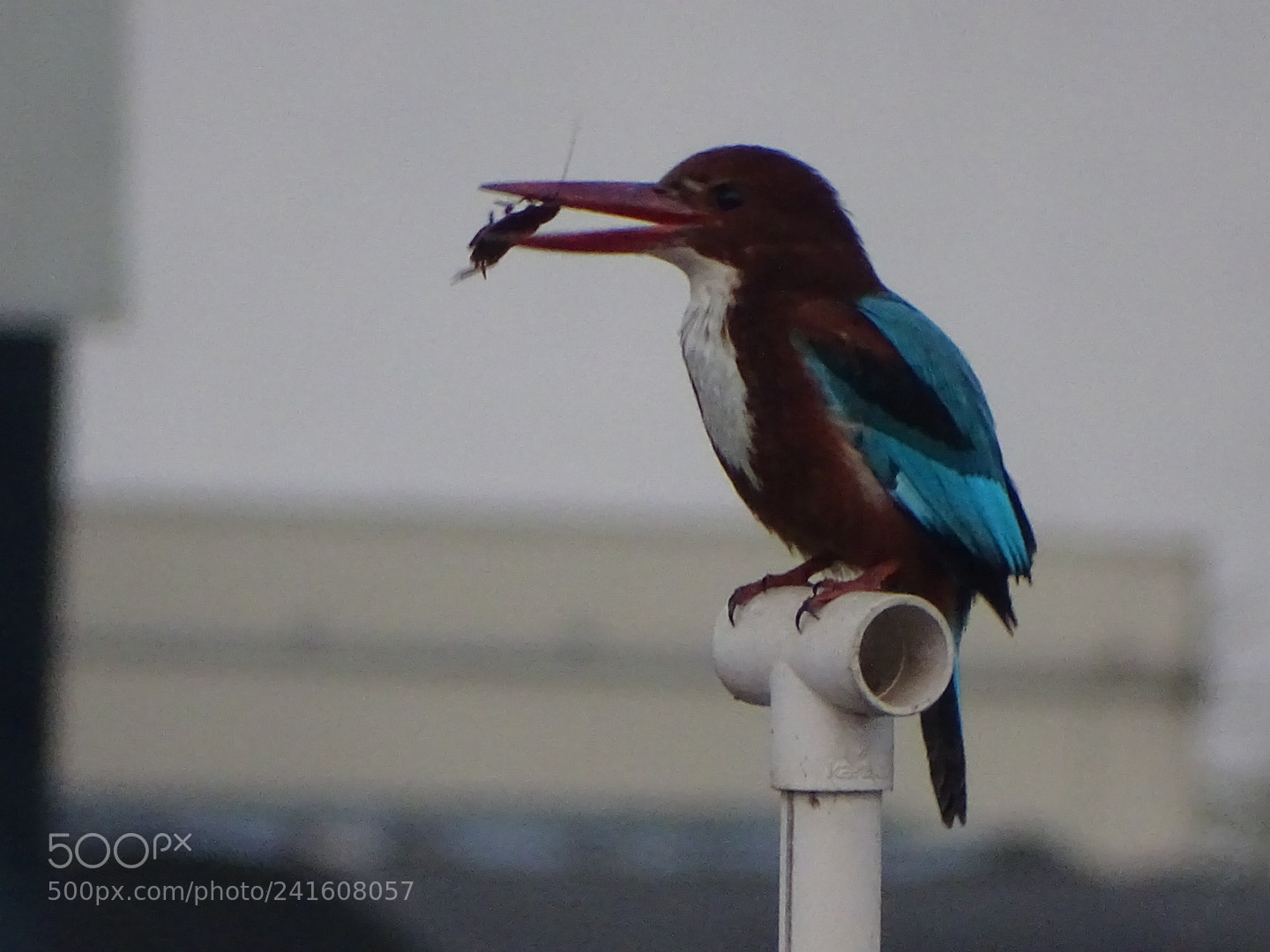 Sony Cyber-shot DSC-HX400V sample photo. Breakfast time photography