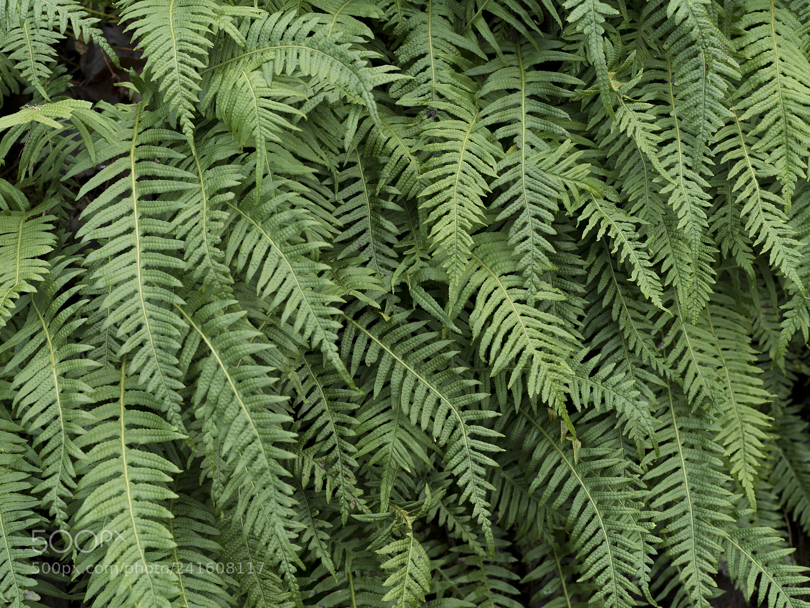 Pentax 645Z sample photo. Licorice ferns, patrick creek photography
