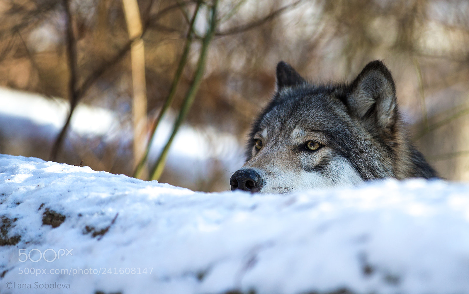 Canon EOS-1D X sample photo. Stalker photography
