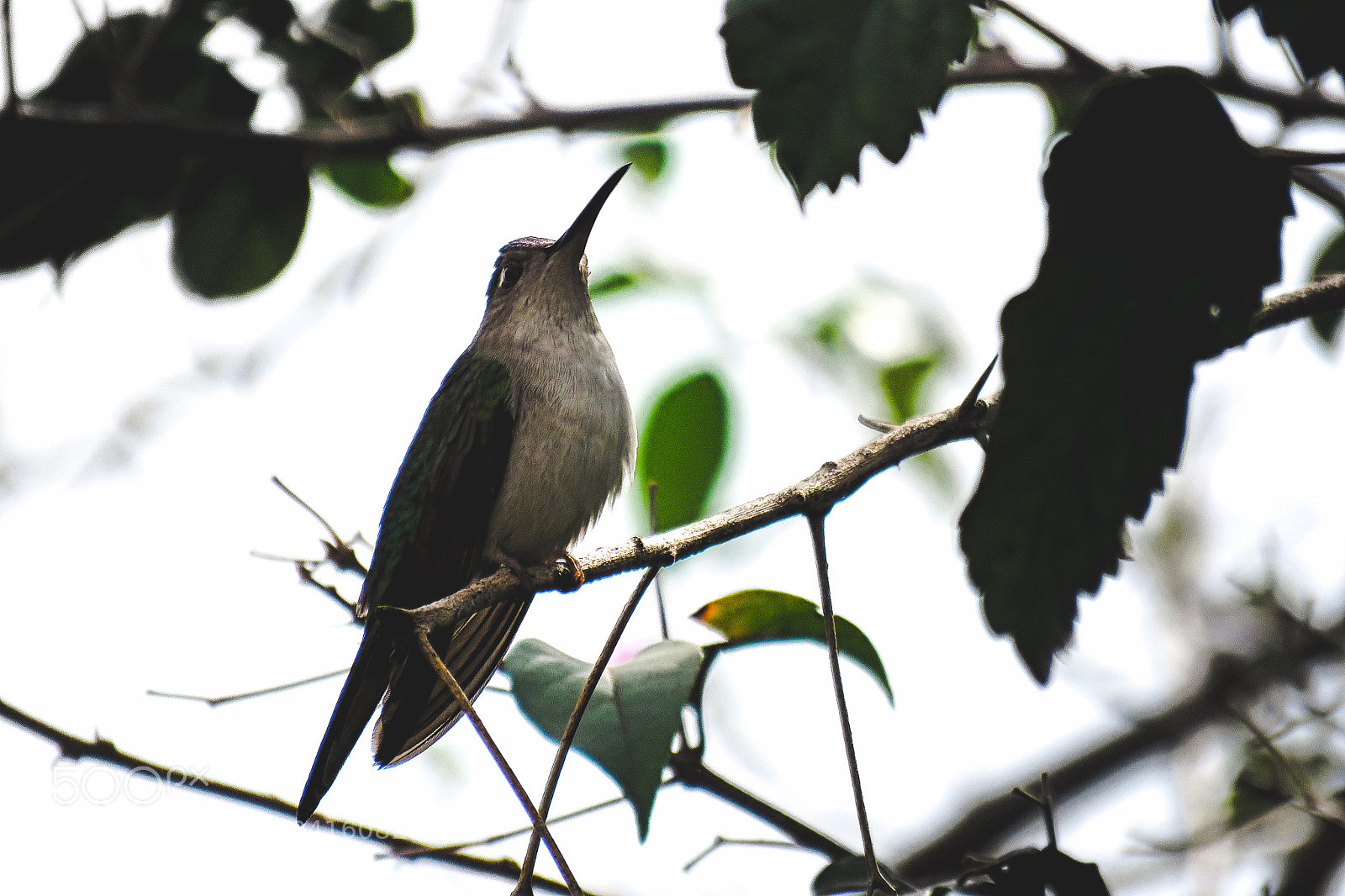 Canon PowerShot SX60 HS sample photo. Colibrí photography