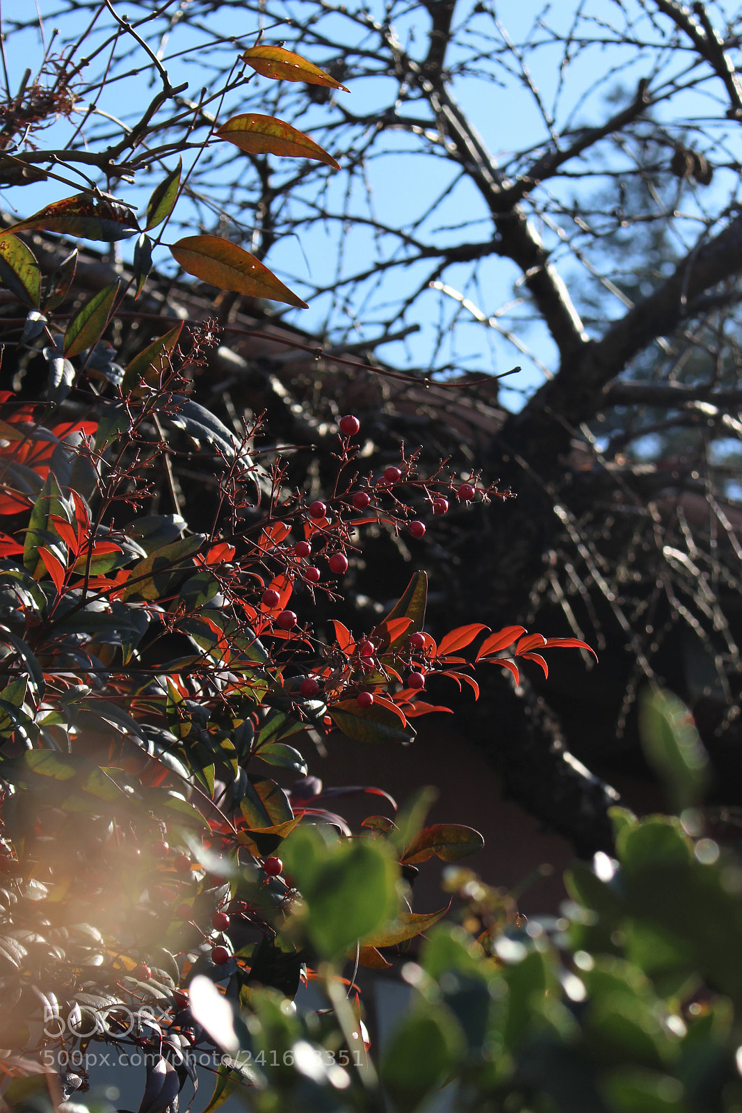 Canon EOS 100D (EOS Rebel SL1 / EOS Kiss X7) sample photo. 南天 photography