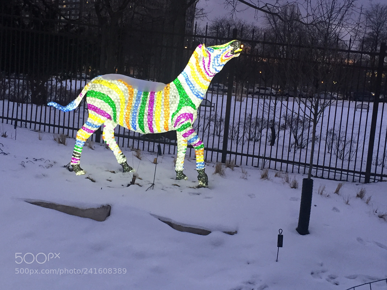 Apple iPhone 6 Plus sample photo. Zebra dressing photography