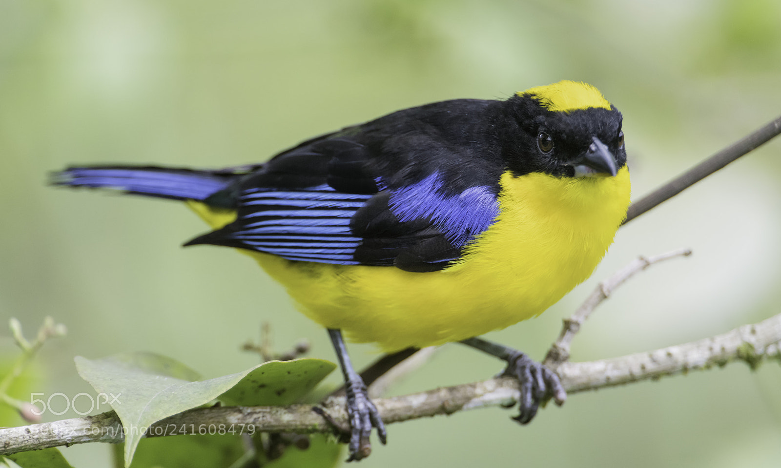 Nikon D850 sample photo. Blue winged mountain tanager photography