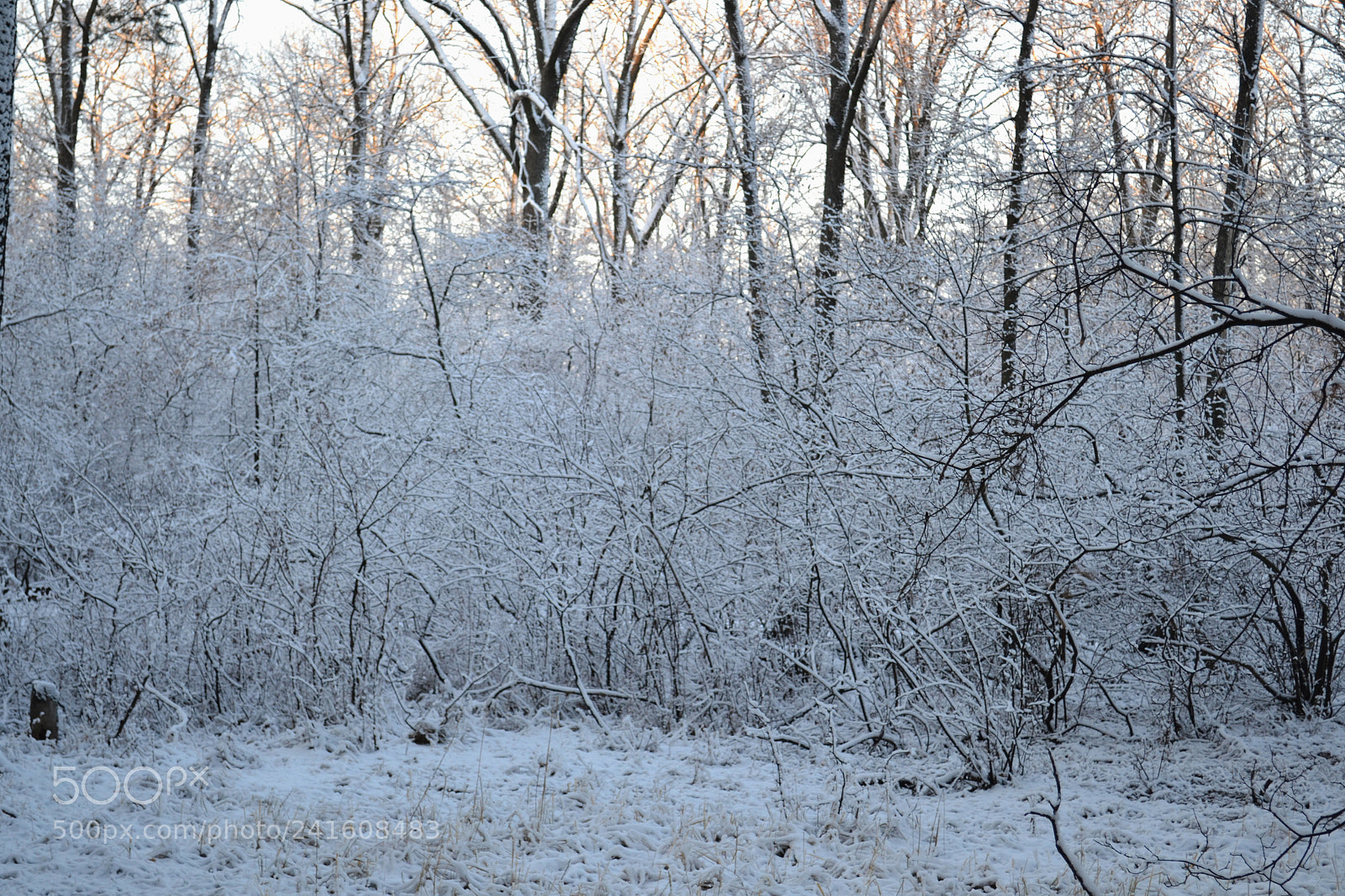 Nikon D3100 sample photo. Fluffy winter. autumn sometimes. photography