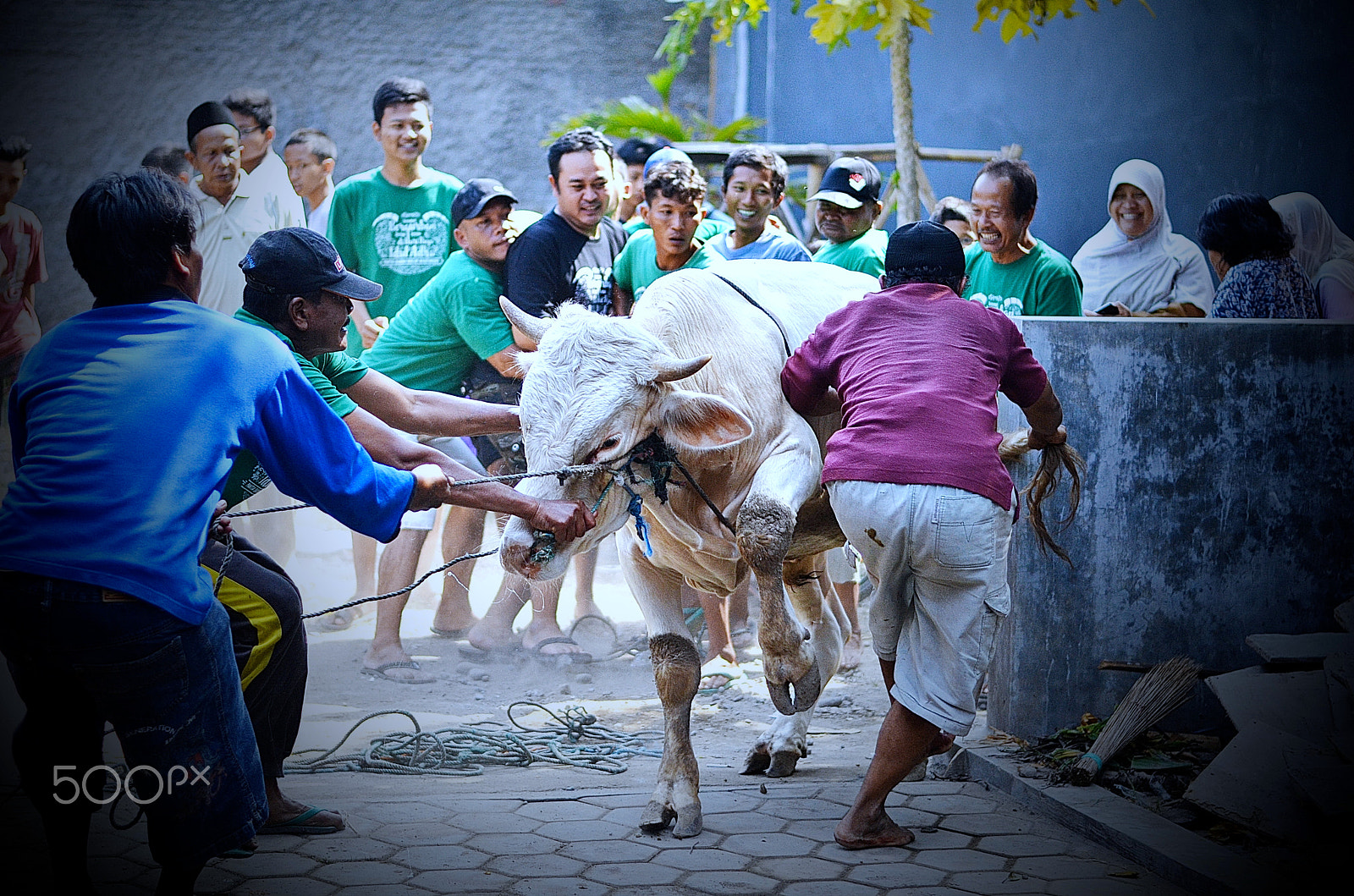 Nikon D7000 + Nikon AF-S Nikkor 50mm F1.8G sample photo. Pejantan tangguh (the tough cow) photography
