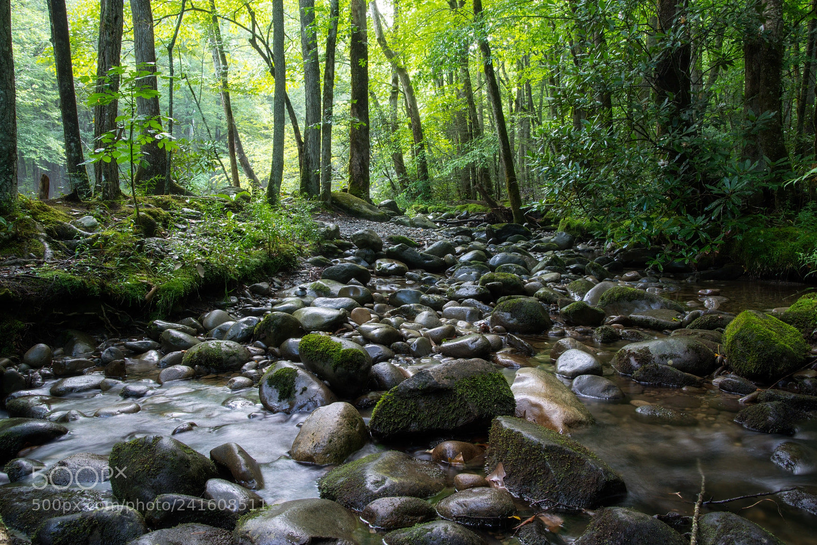 Pentax K-1 sample photo. Tennessee photography