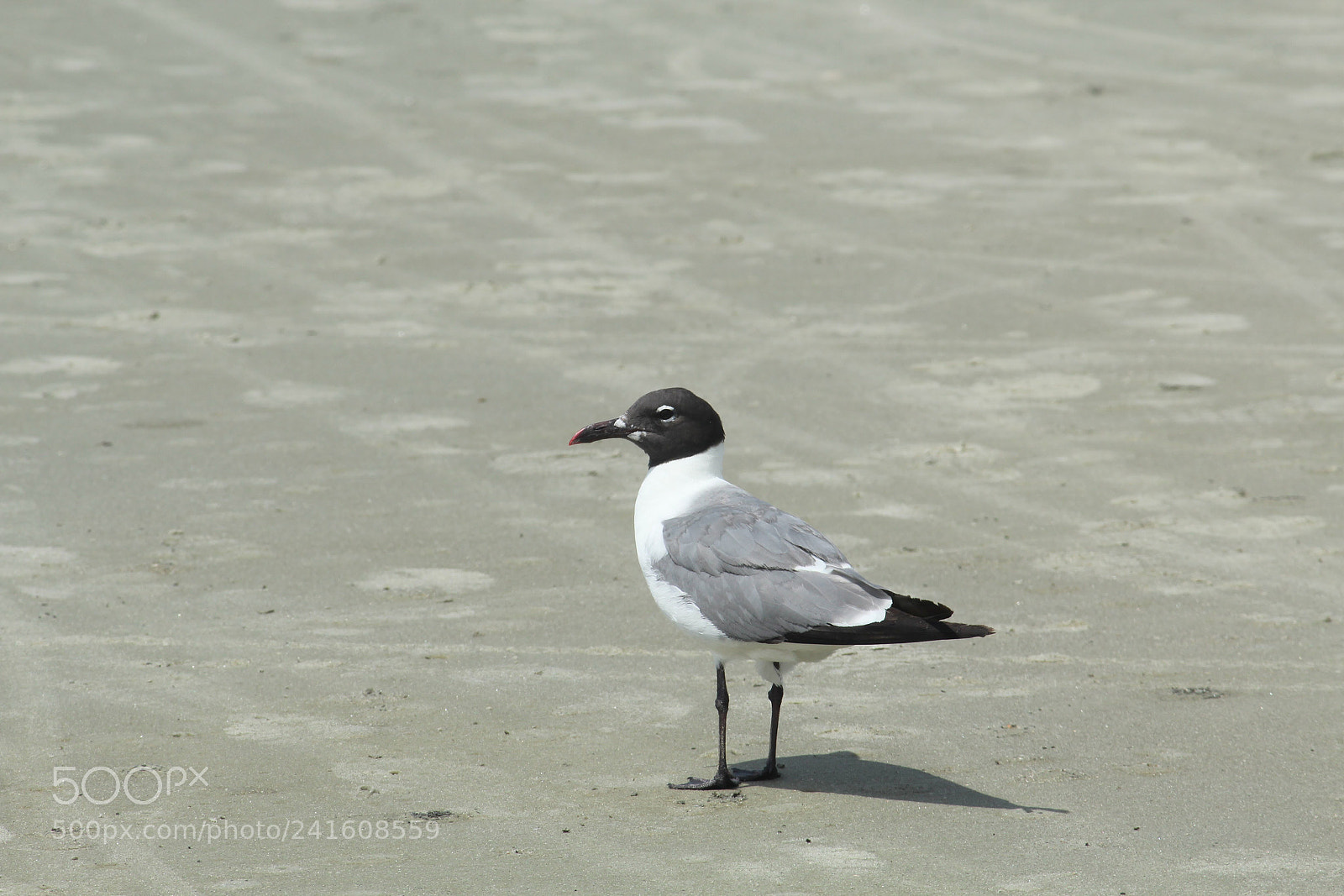 Canon EOS 1200D (EOS Rebel T5 / EOS Kiss X70 / EOS Hi) sample photo. On the sand. photography