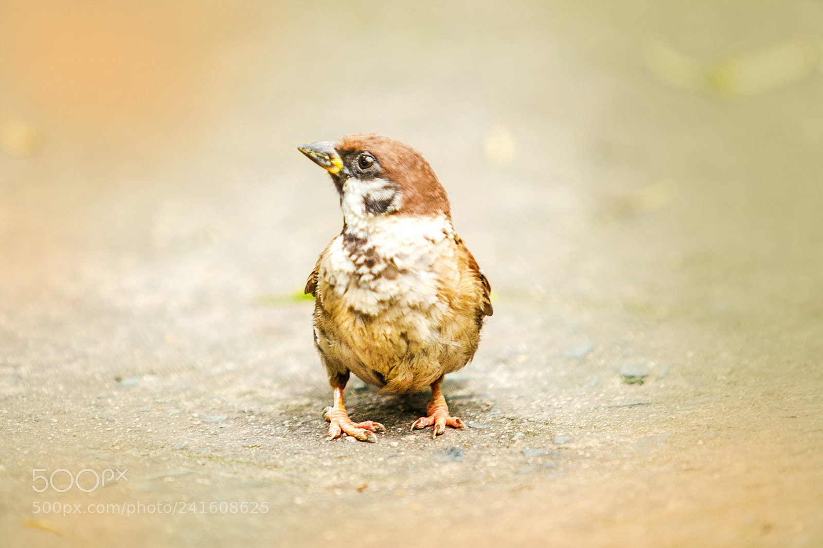 Canon EOS 5D sample photo. Portrait of the sparrow photography