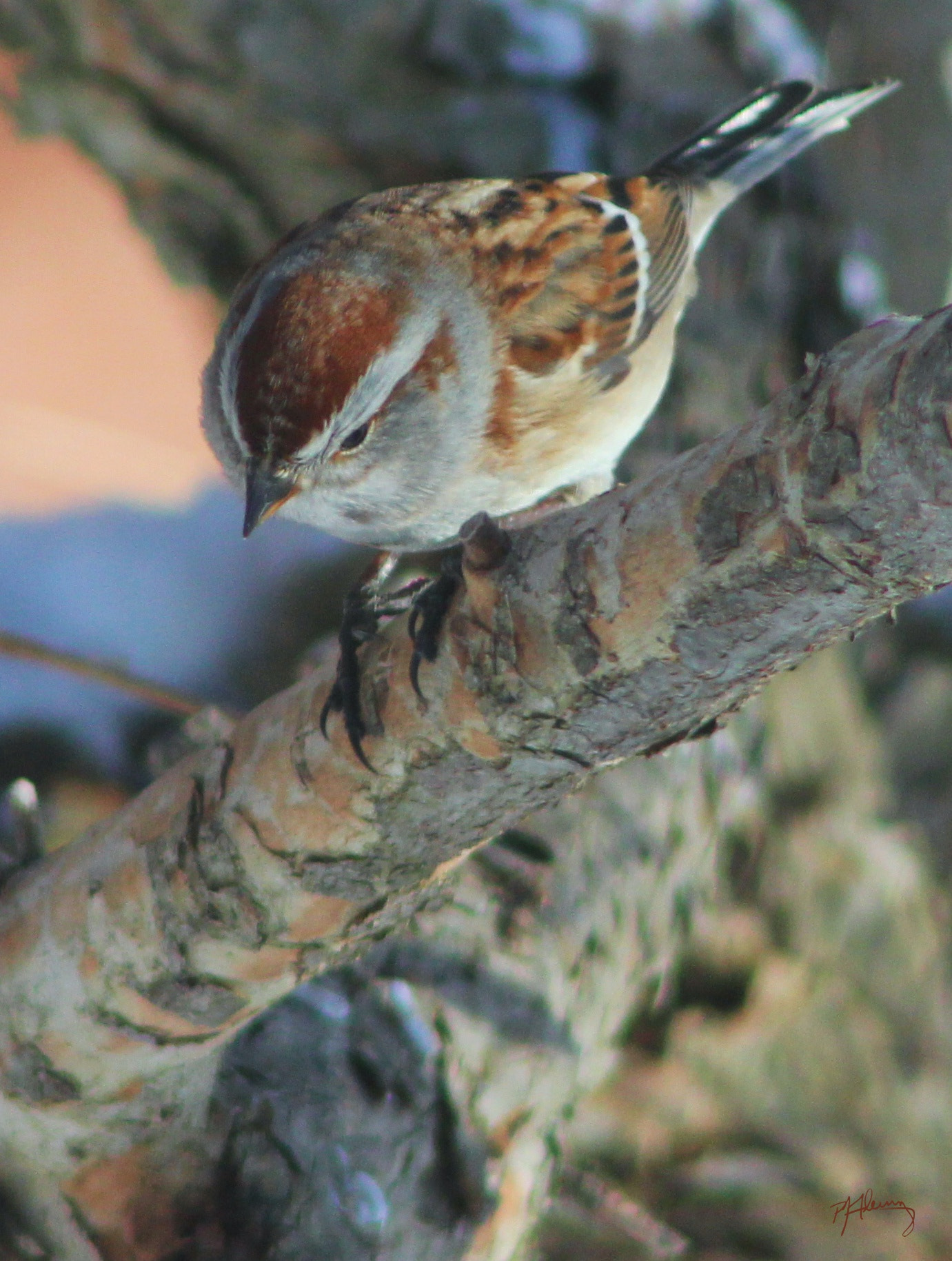 Canon EF 75-300mm f/4-5.6 USM sample photo. Cold bird 2 photography