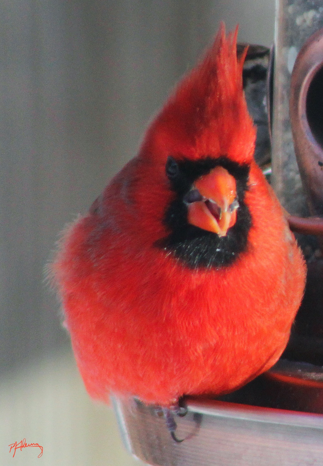 Canon EF 75-300mm f/4-5.6 USM sample photo. Cold bird 4 photography