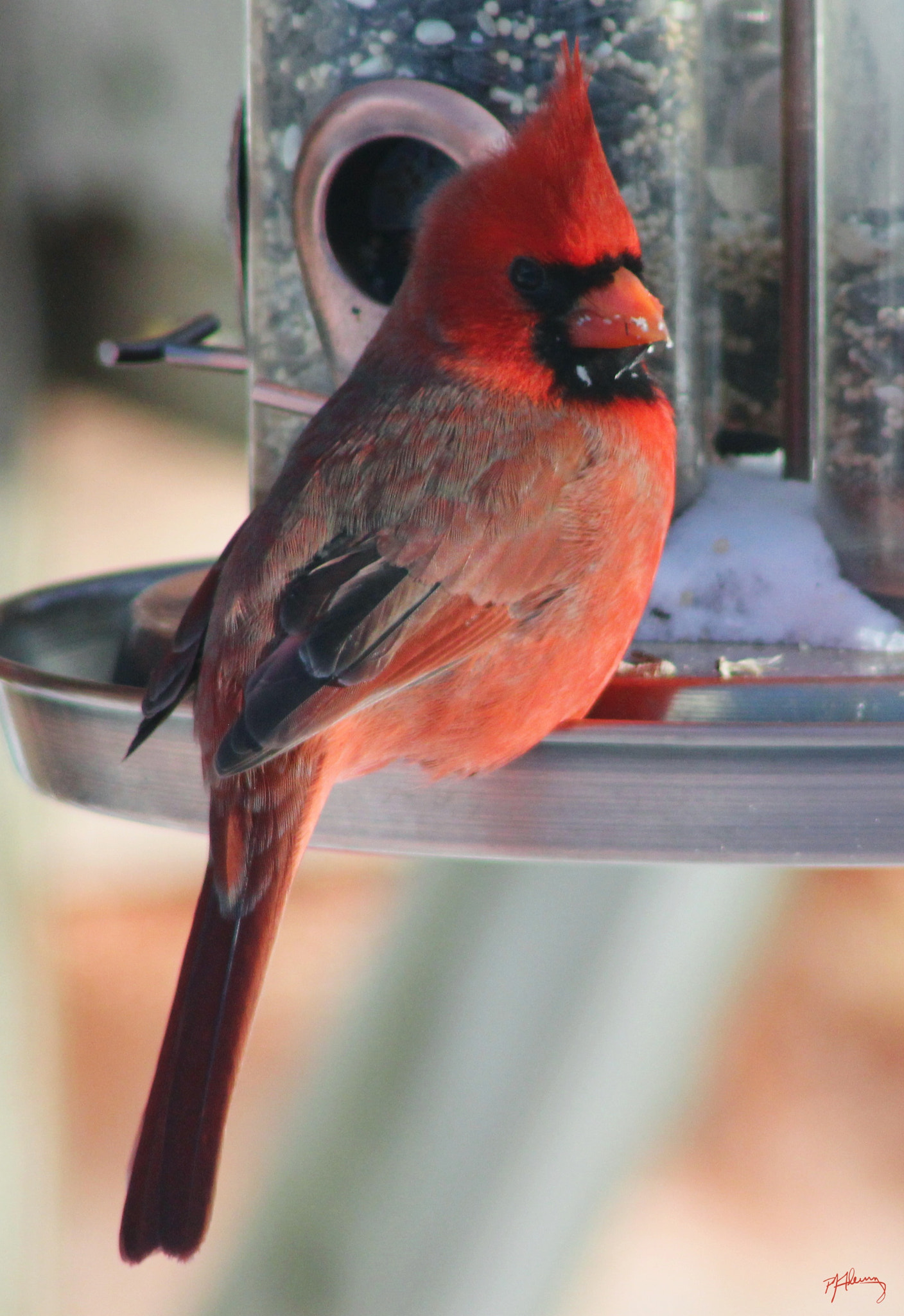 Canon EF 75-300mm f/4-5.6 USM sample photo. Cold bird 5 photography