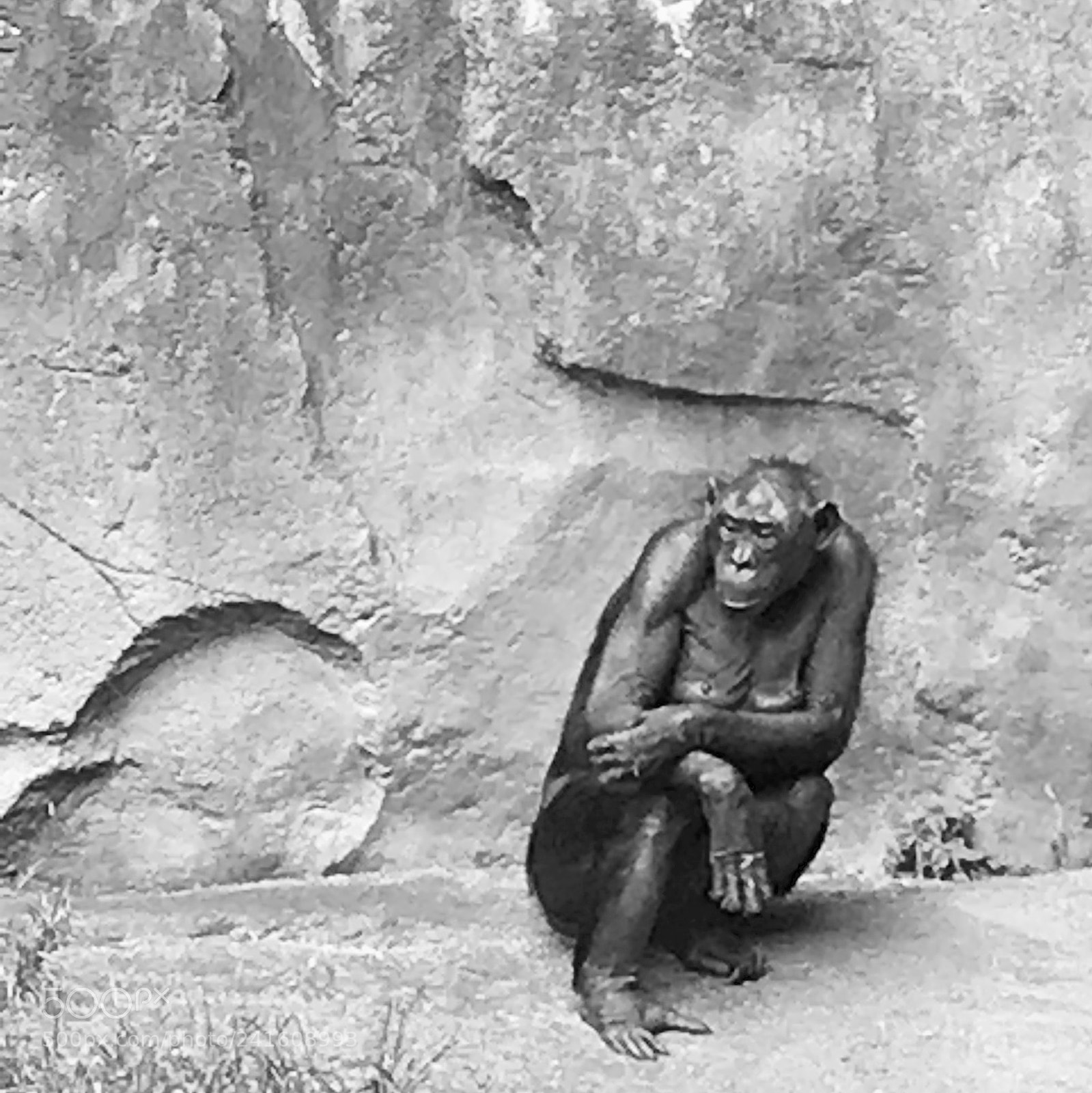 Apple iPhone 7 sample photo. Solitary female monkey at photography
