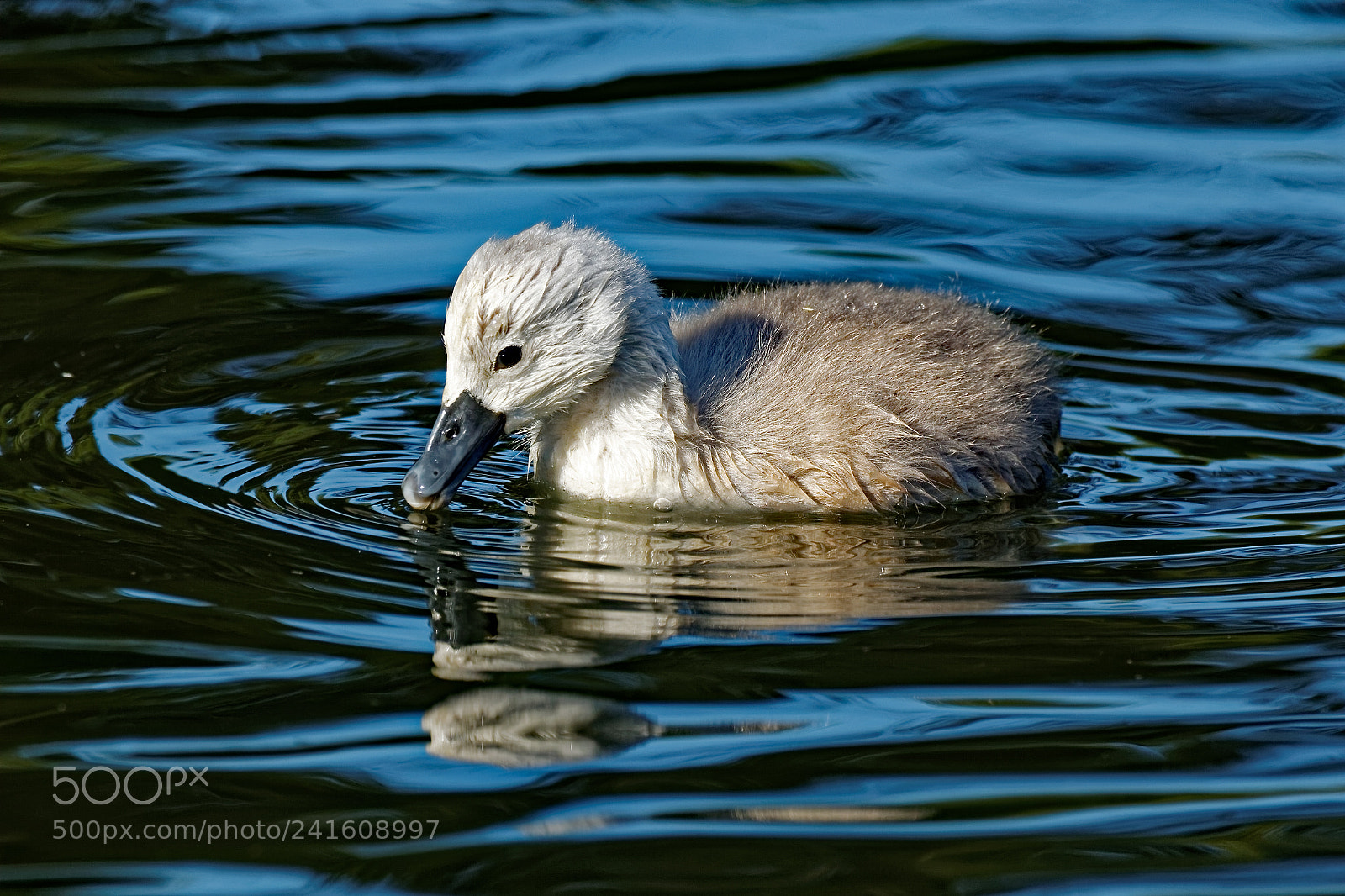 Canon EOS 600D (Rebel EOS T3i / EOS Kiss X5) sample photo. Mute swan cygnet photography
