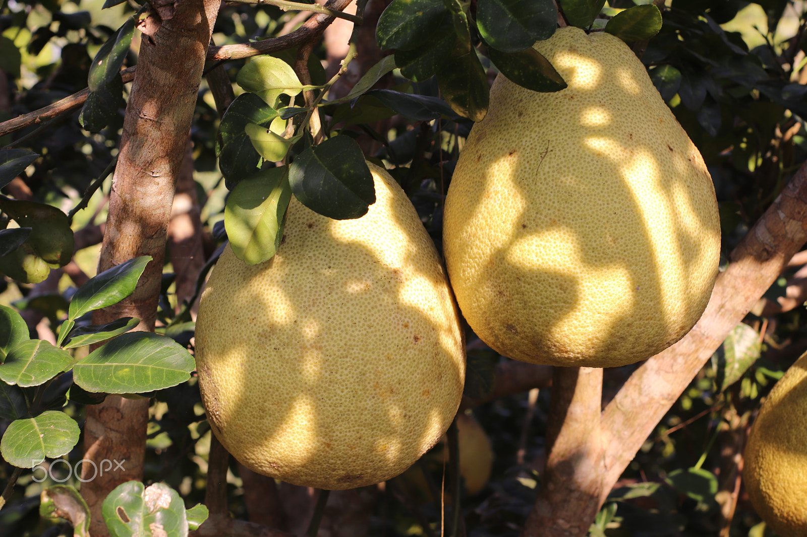 Canon 50mm sample photo. Pomelo fruit fresh photography