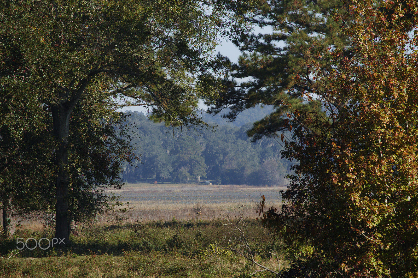 Canon EF-S 55-250mm F4-5.6 IS STM sample photo. The distance photography