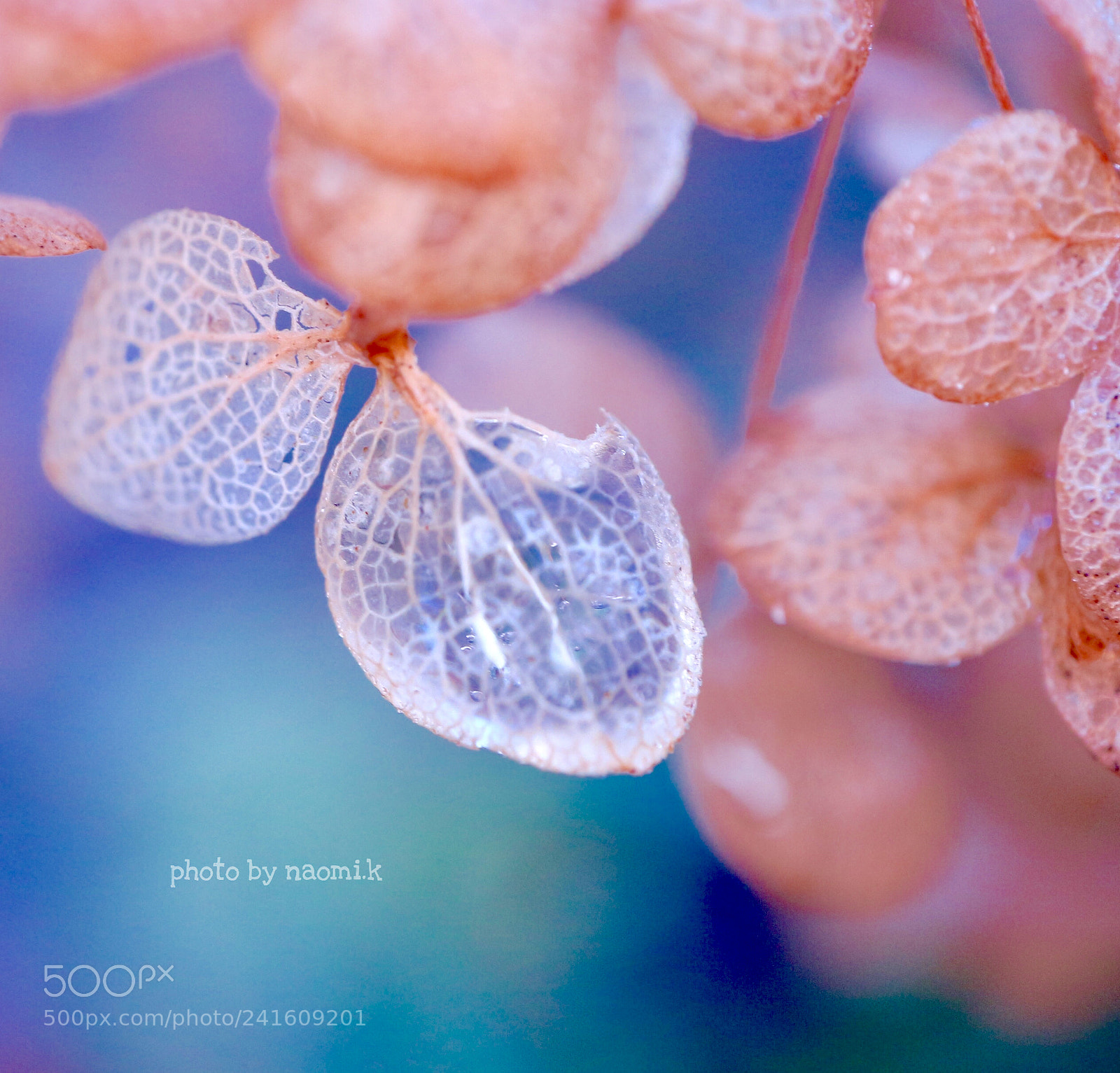 Canon EOS M10 sample photo. Hydrangea photography