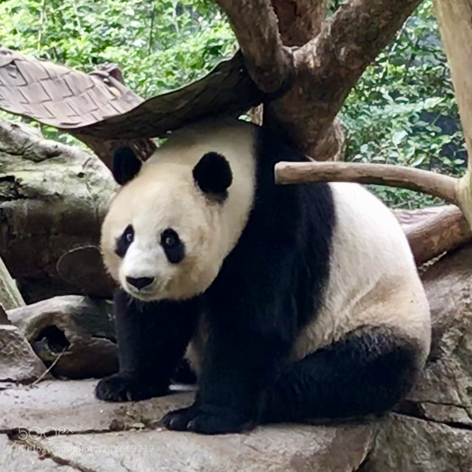 Apple iPhone 7 sample photo. Bai yun posing for photography