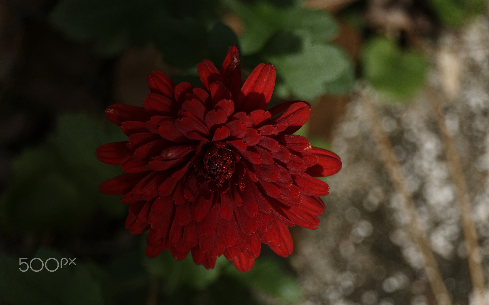 Canon EF-S 55-250mm F4-5.6 IS STM sample photo. Red mum in light and dark photography