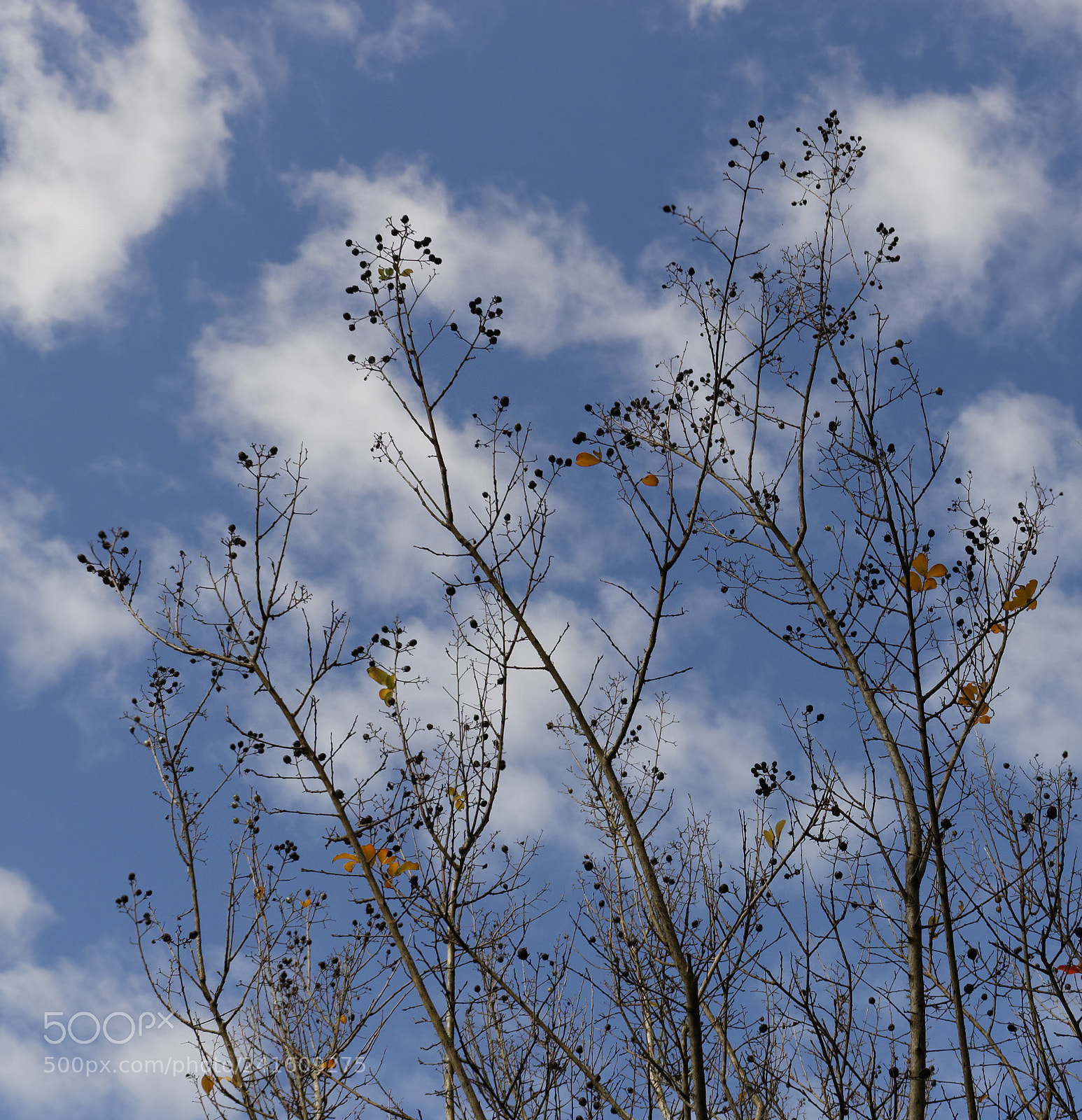Canon EOS 1200D (EOS Rebel T5 / EOS Kiss X70 / EOS Hi) sample photo. Tree and sky photography