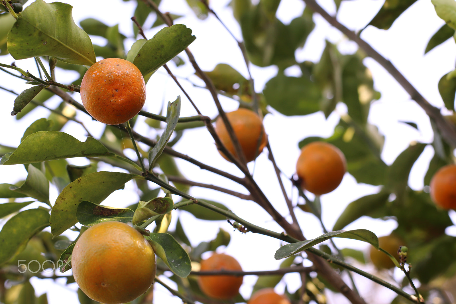 Canon 50mm sample photo. Mandarina fruit fresh photography