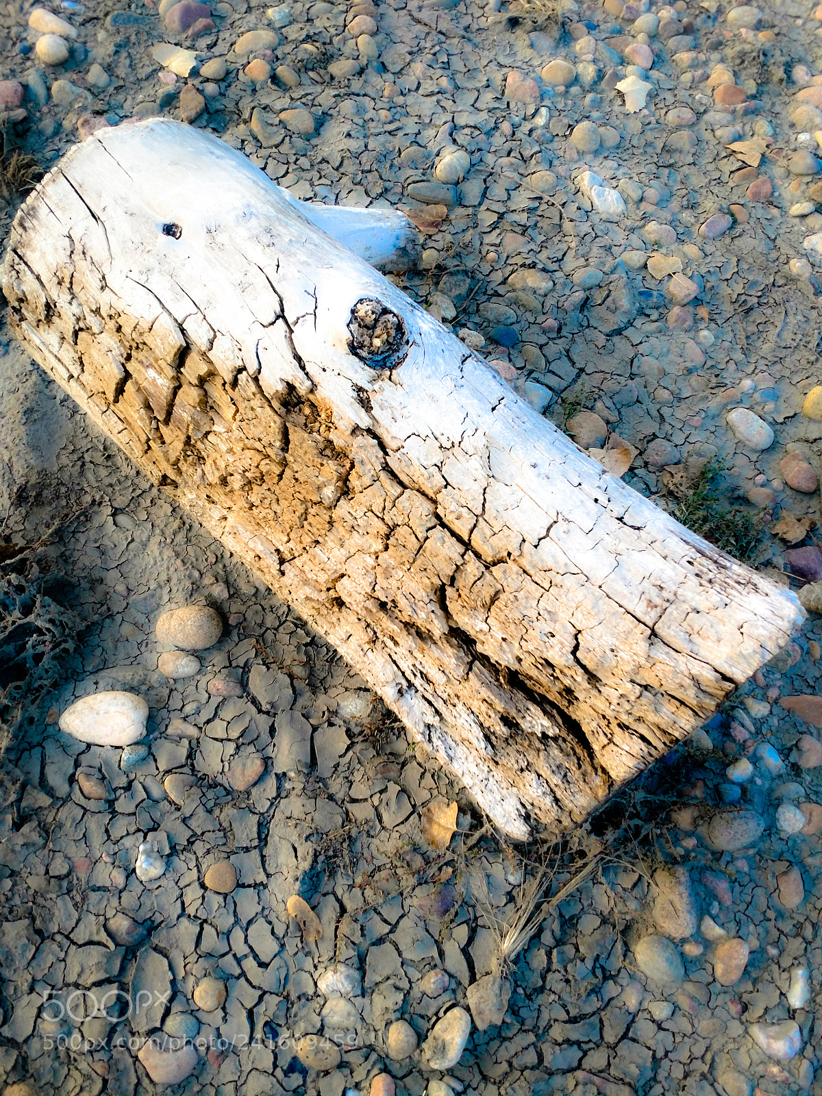 Motorola XT1650 sample photo. Wood photography