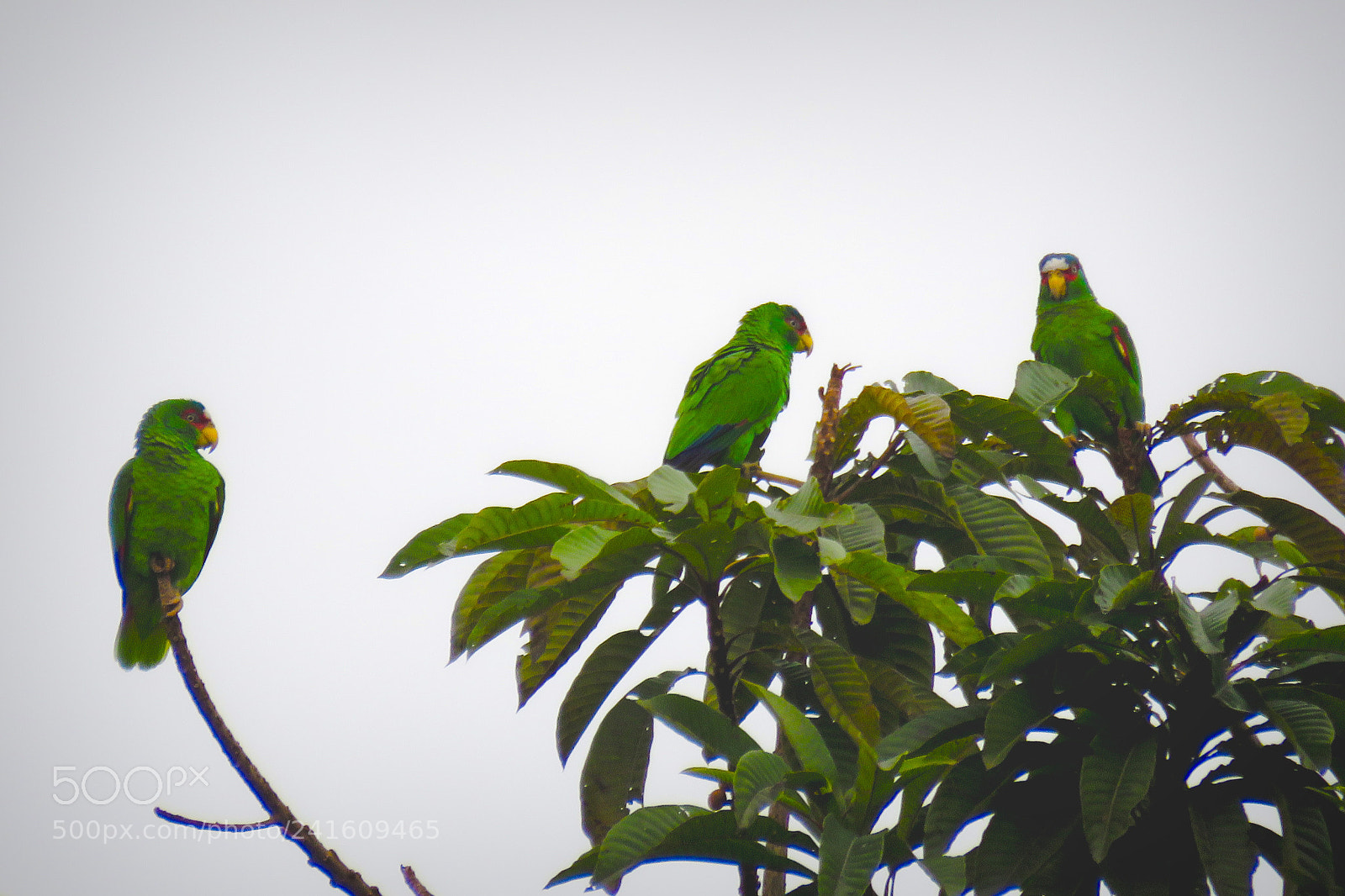 Canon PowerShot SX60 HS sample photo. Parrots photography