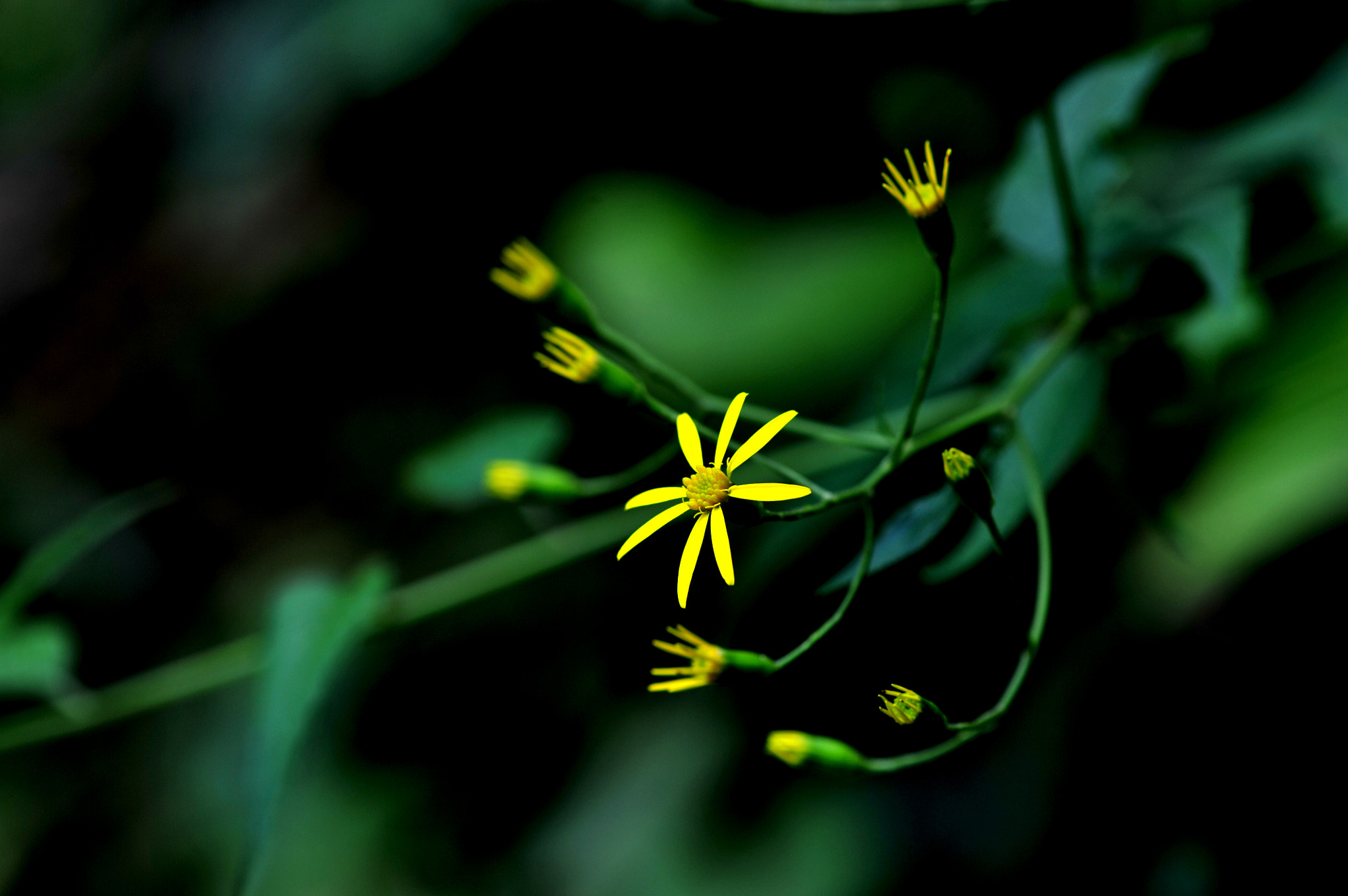 Nikon AF-S Micro-Nikkor 105mm F2.8G IF-ED VR sample photo. 千里光 photography