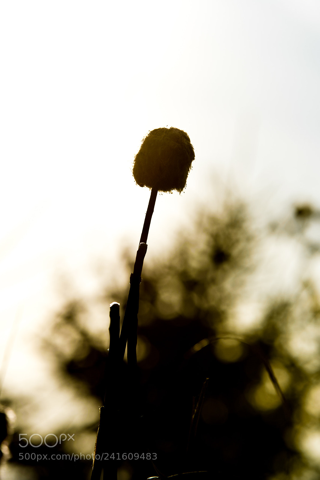 Nikon D500 sample photo. Autumn set photography