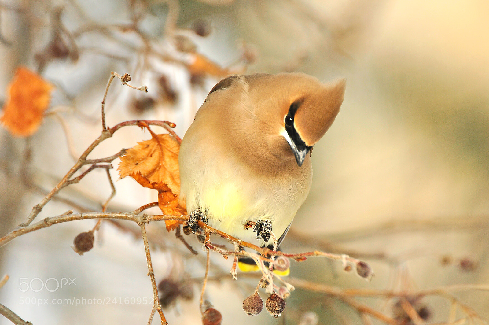 Nikon D90 sample photo. Waxwing photography