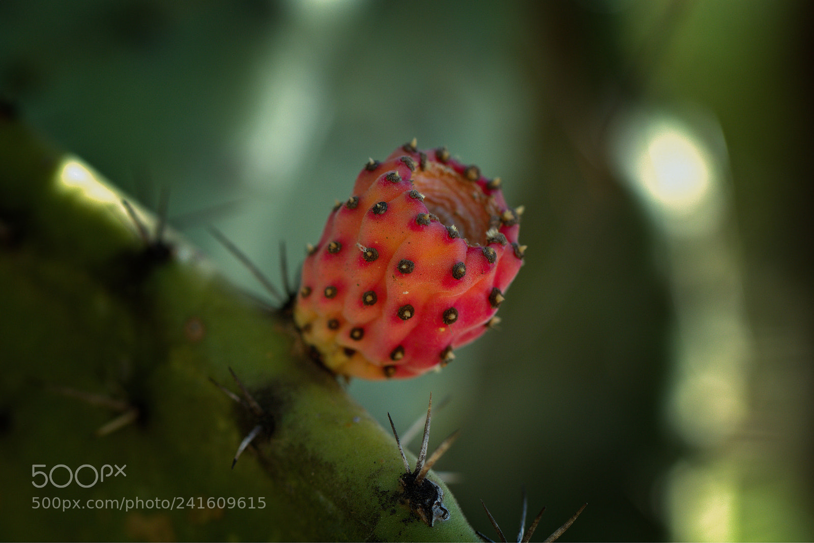 Canon EOS 80D sample photo. “prickly pear” photography