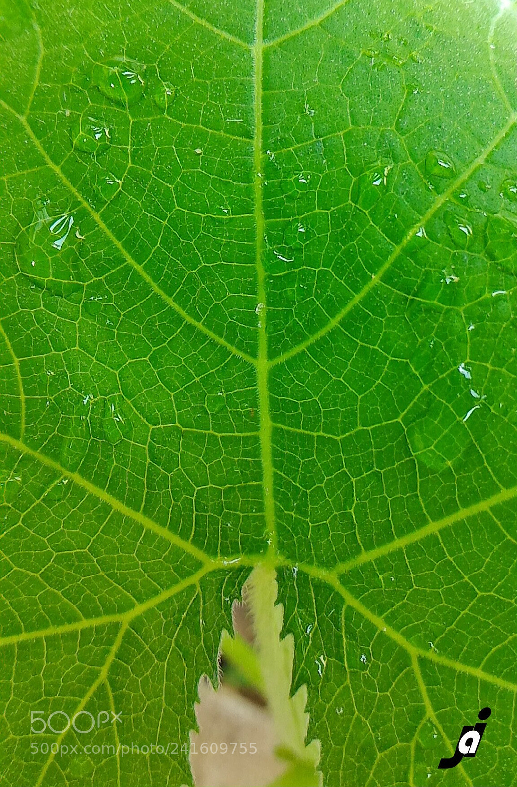 ASUS ZenFone 2 (ZE551ML) sample photo. Leaf city ....mobileclicks photography