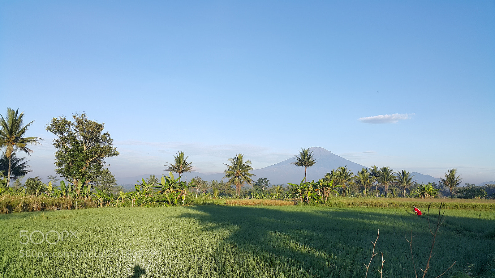 Samsung Galaxy Note4 sample photo. Rice field with mt photography