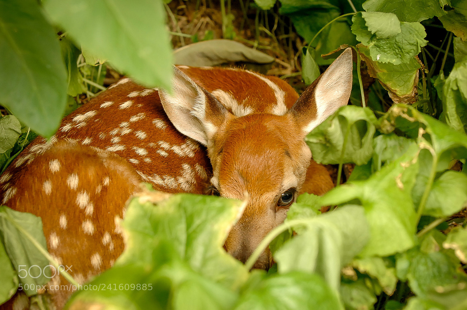 Nikon D2X sample photo. Fawn photography