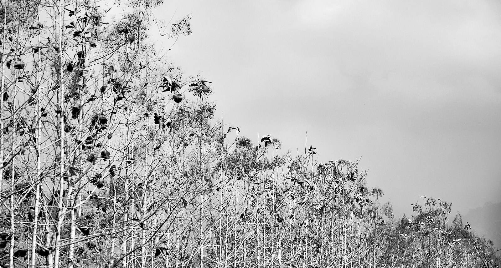 Nikon D7100 sample photo. Tekas photography