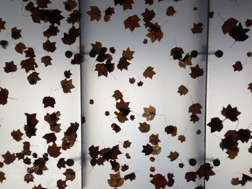 Apple iPhone 5 sample photo. 겨울 낙엽들 photography