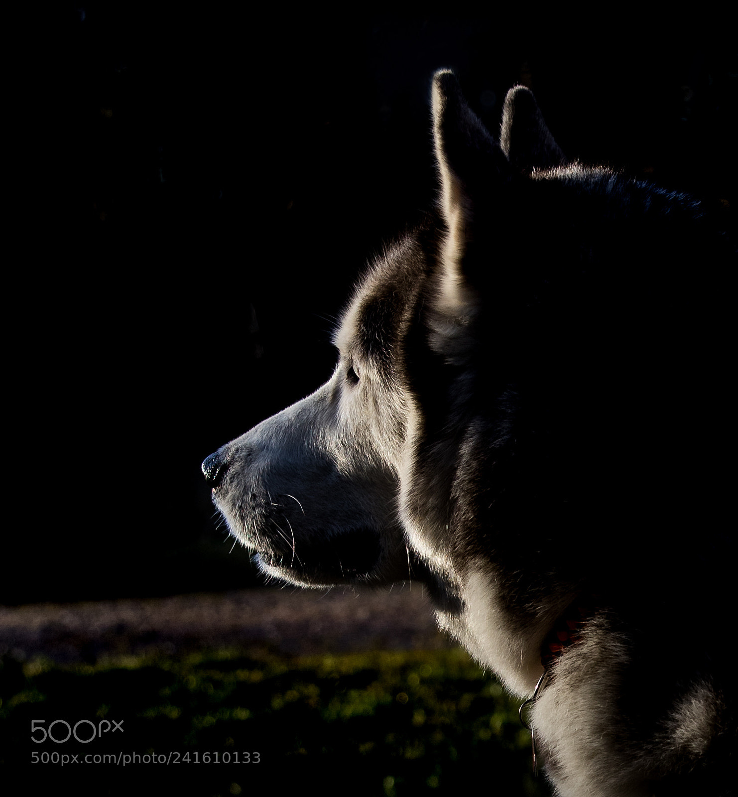 Canon EOS M6 sample photo. Siberian husky portrait photography