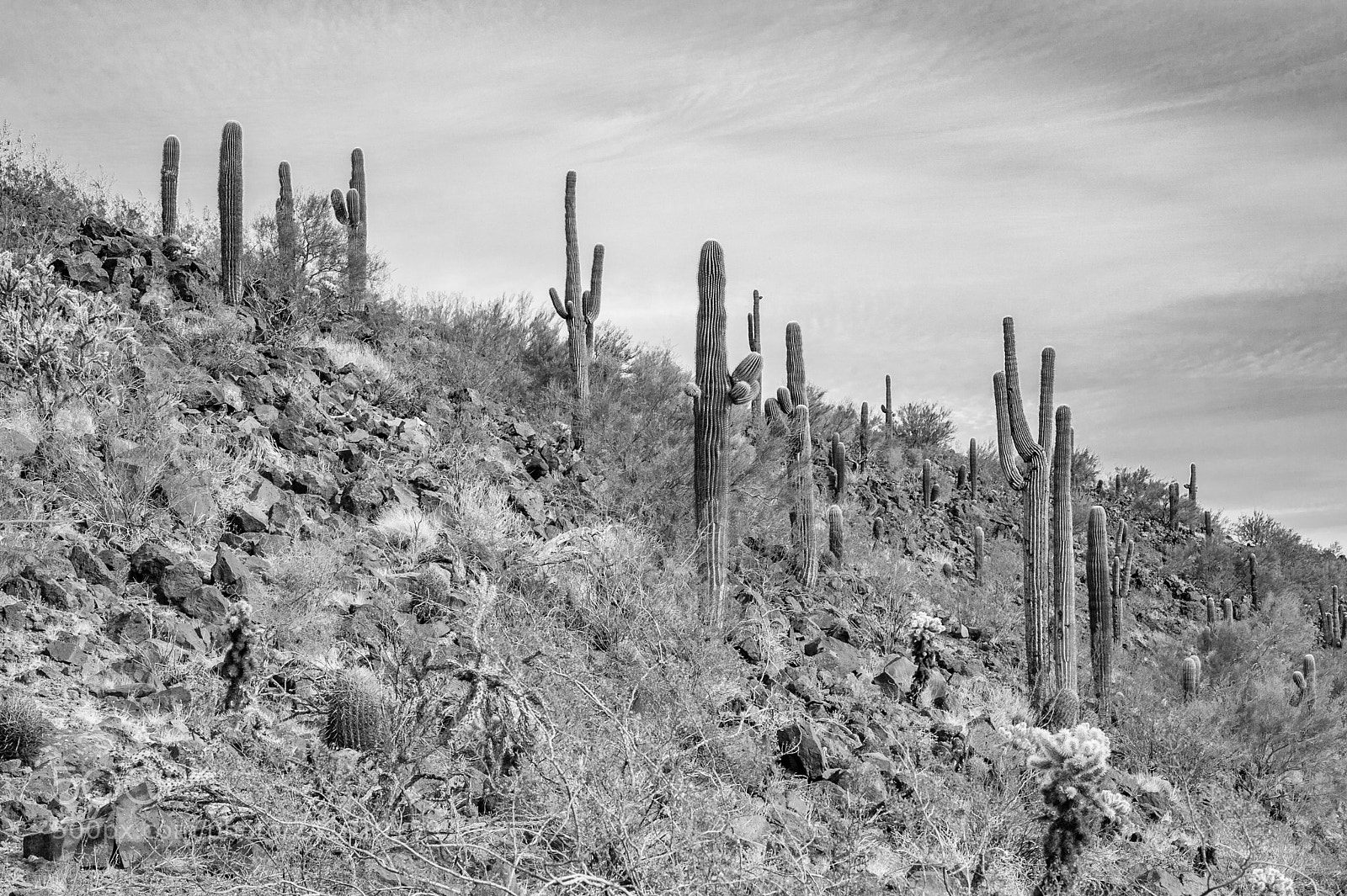 Nikon D700 sample photo. Cactus on a mountain photography