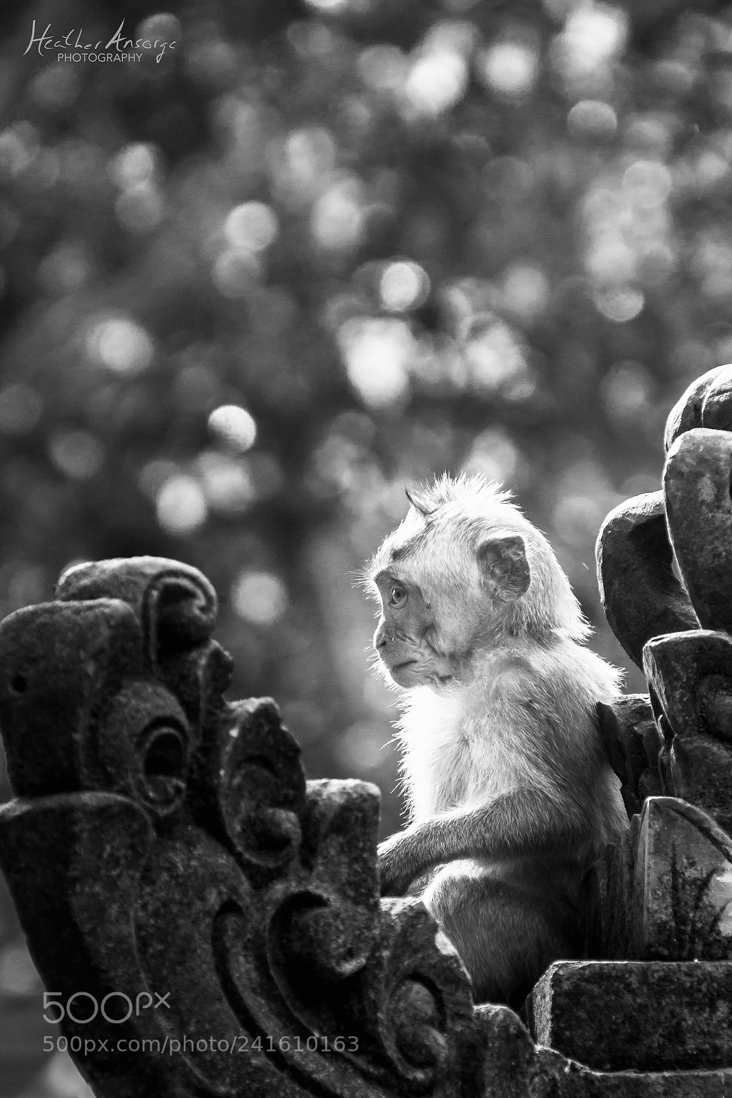 Canon EOS 650D (EOS Rebel T4i / EOS Kiss X6i) sample photo. Monkey photography