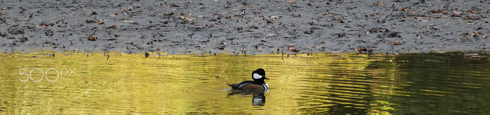 Canon EF-S 55-250mm F4-5.6 IS STM sample photo. Red breasted merganser i photography