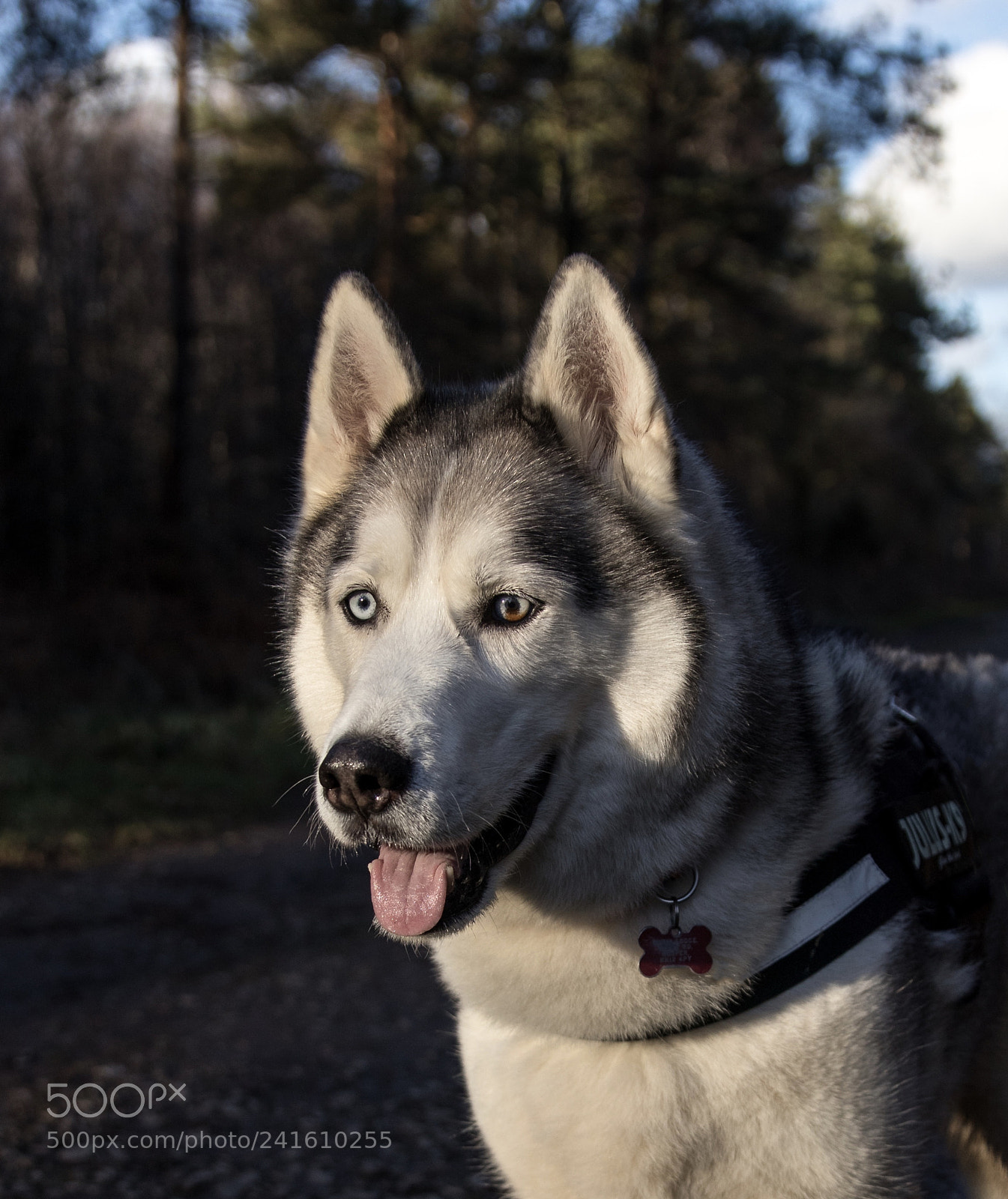 Canon EOS M6 sample photo. Siberian husky, on a photography