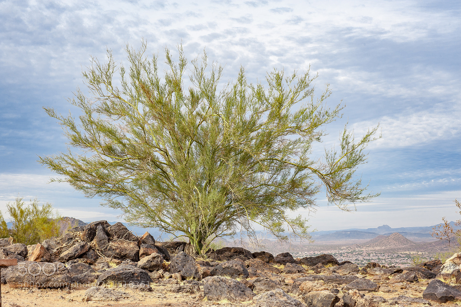 Nikon D700 sample photo. Desert tree photography