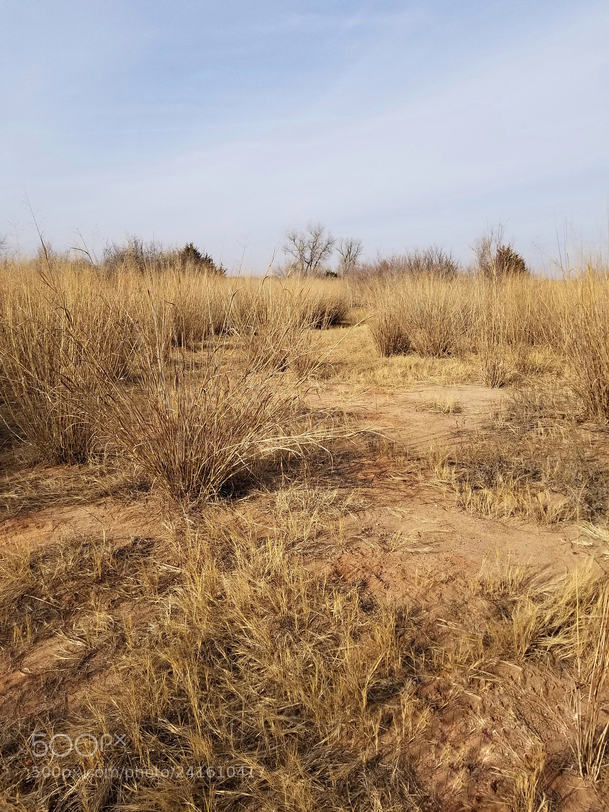 Samsung Galaxy S8+ sample photo. Path among the reeds photography