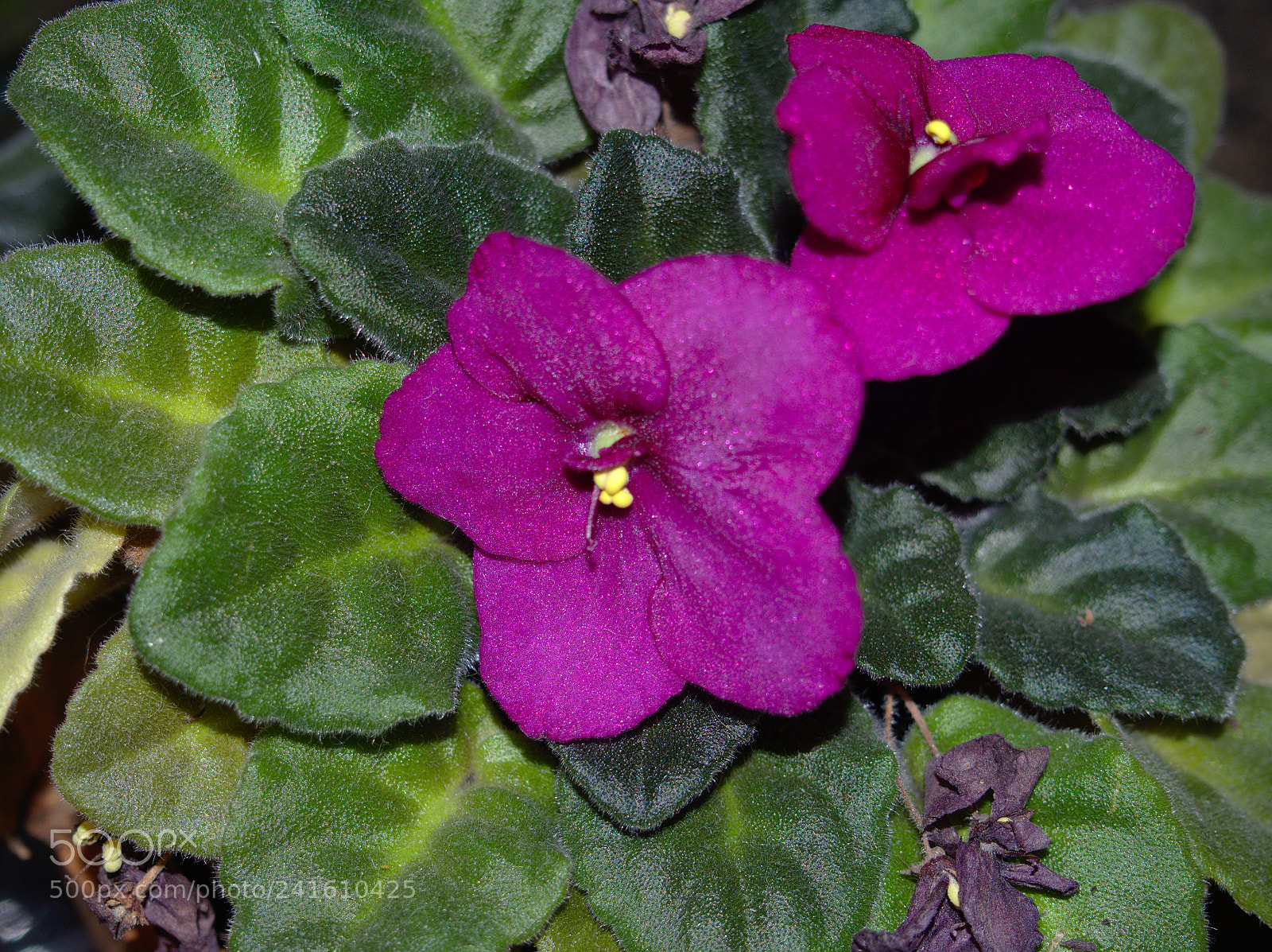 Olympus OM-D E-M10 II sample photo. Purple photography