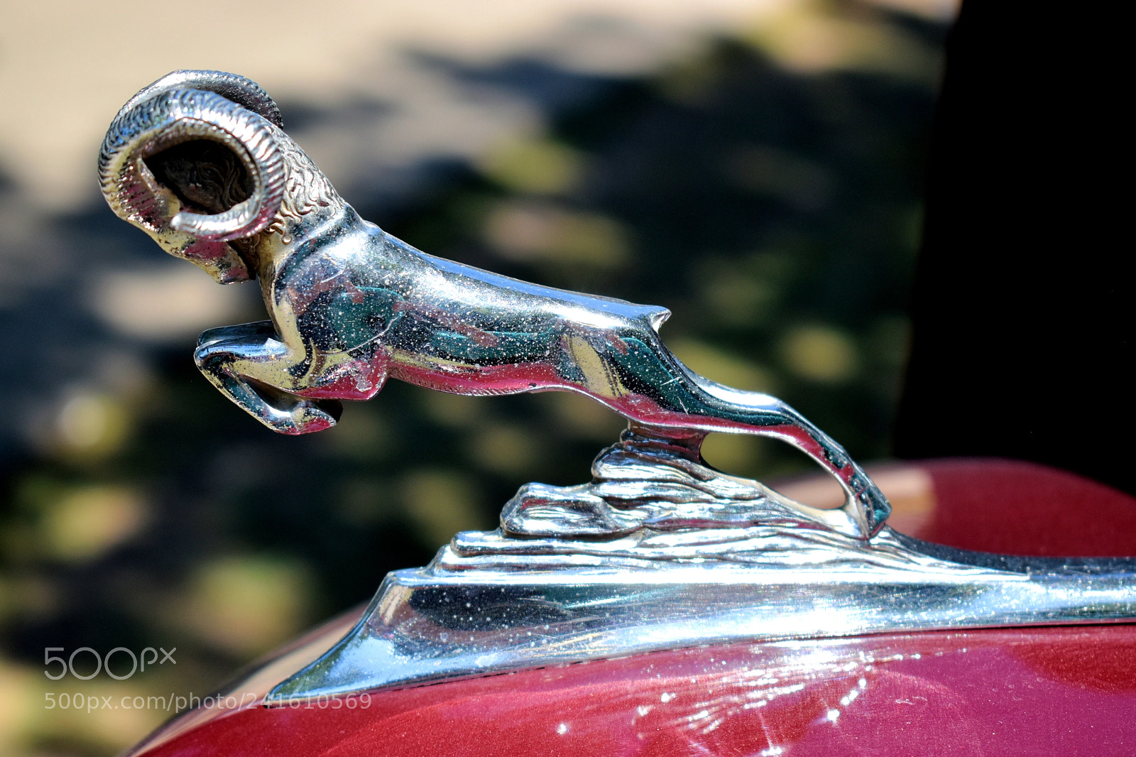 Nikon D5600 sample photo. Ram hoody photography
