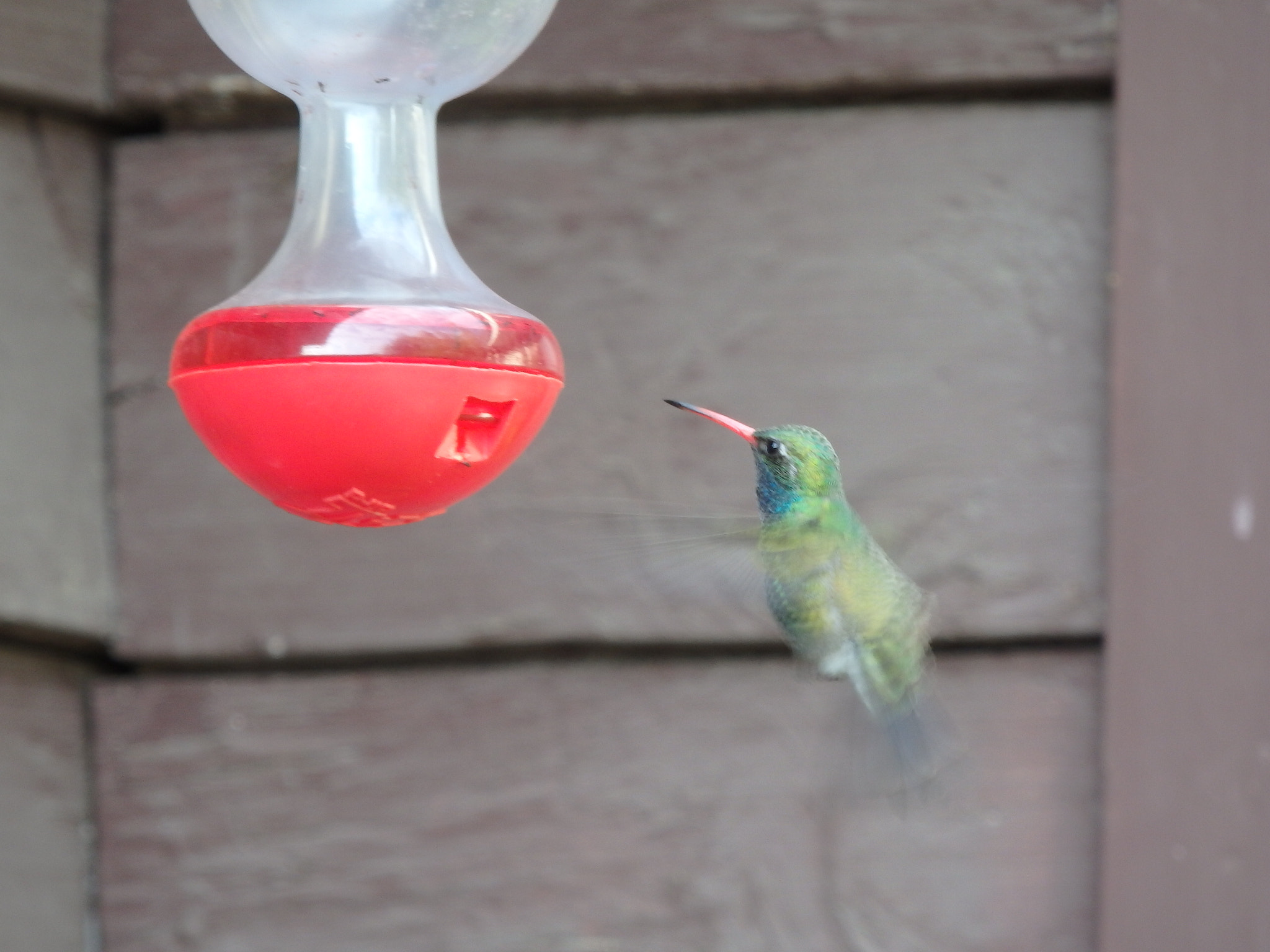 Olympus SH-1 sample photo. Hummingbird photography