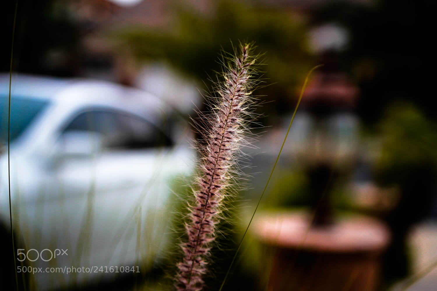 Canon EOS 60D sample photo. Img photography