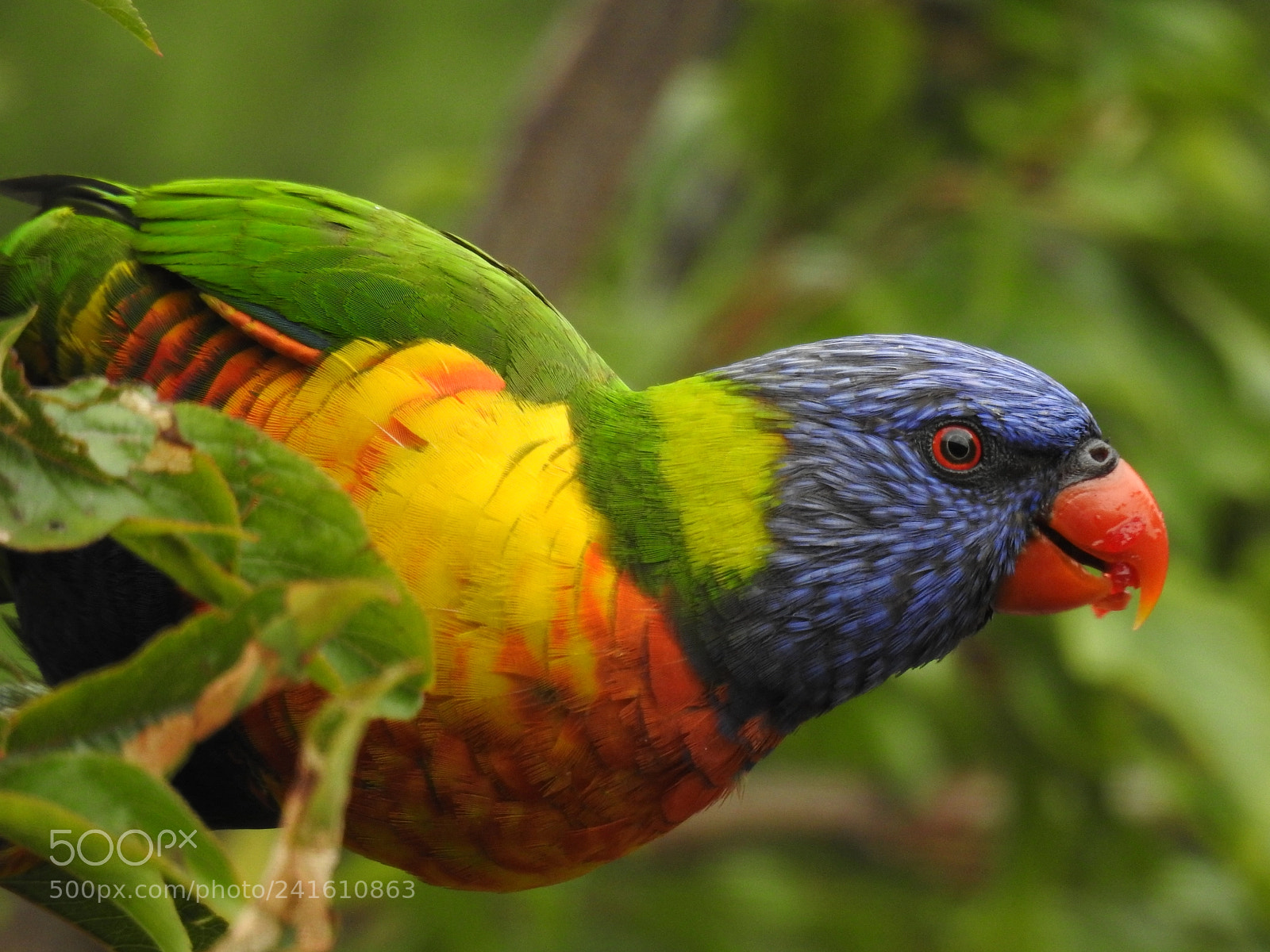 Nikon Coolpix P900 sample photo. Rainbow lorikeet photography